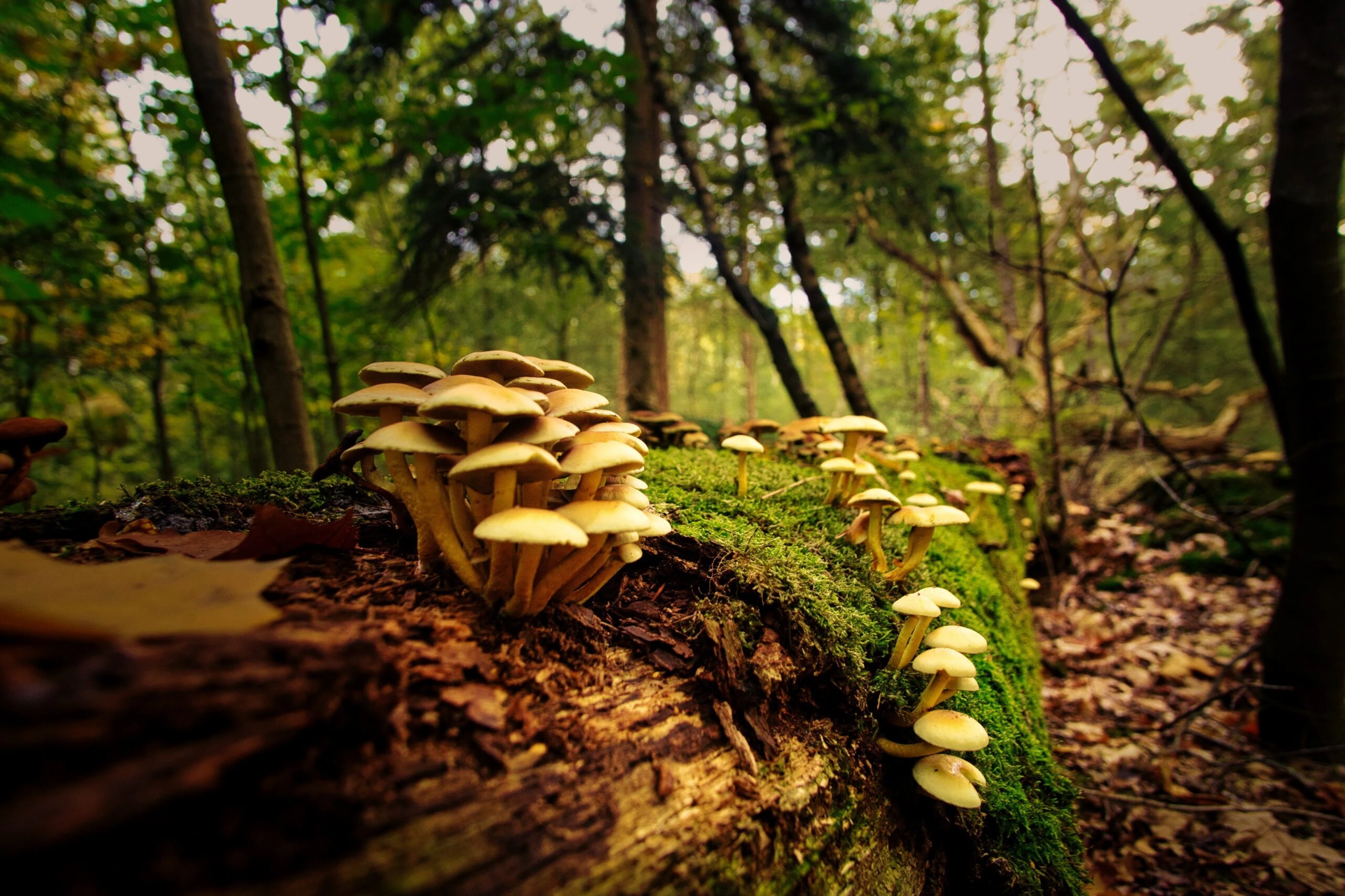 joran-quinten-Mushrooms -unsplash
