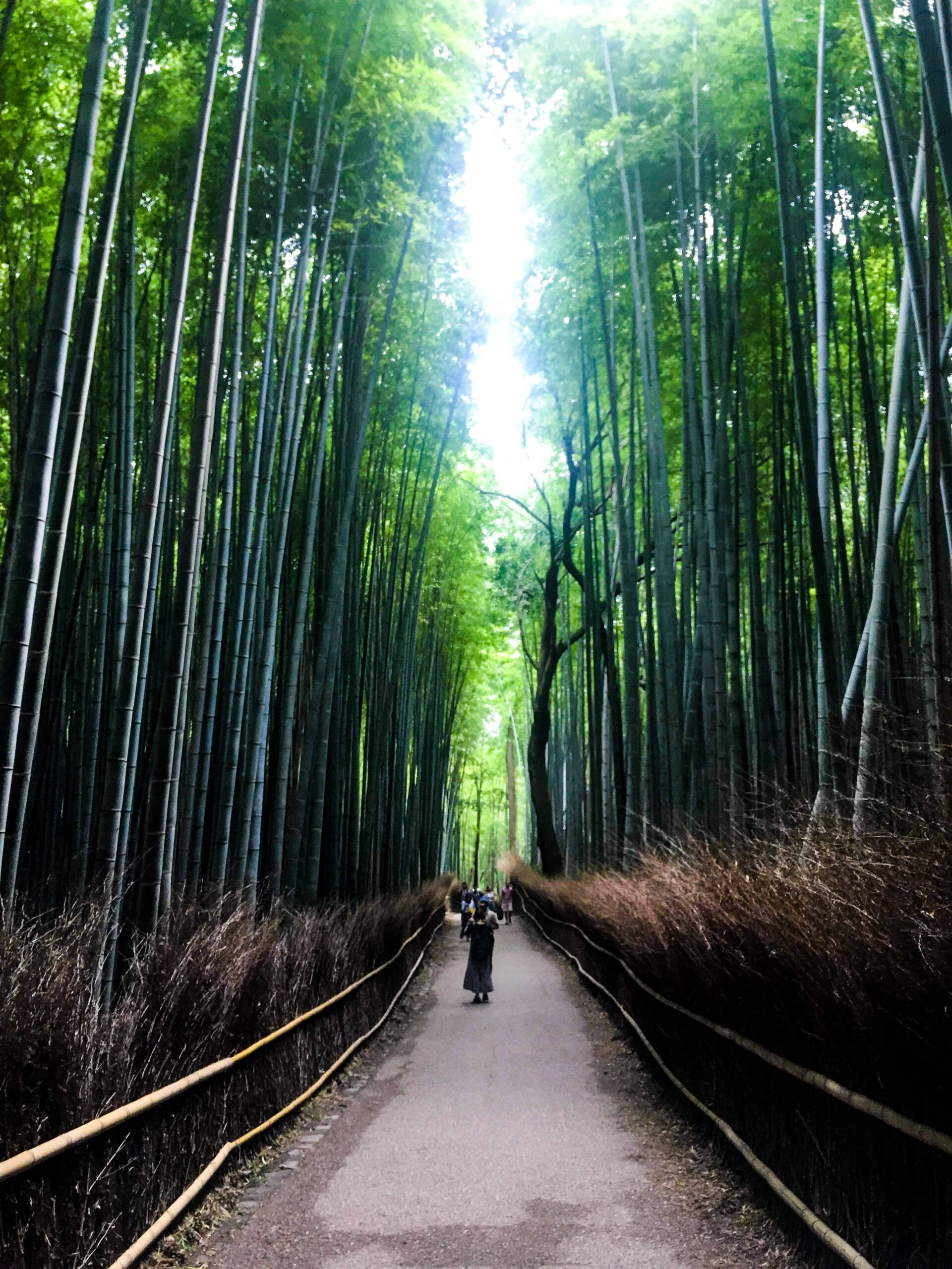 kon-karampelas-Bamboo Forest-unsplash