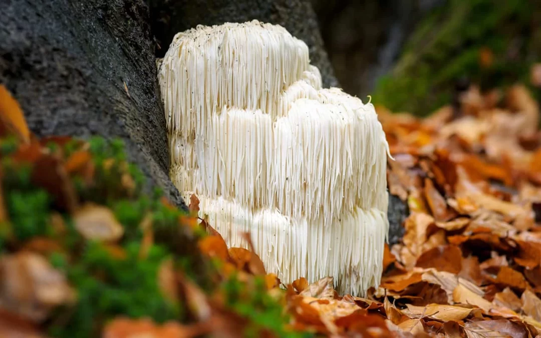 Have you experienced Lions Mane in your life?