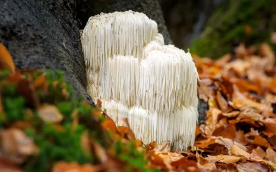 Have you experienced Lions Mane in your life?