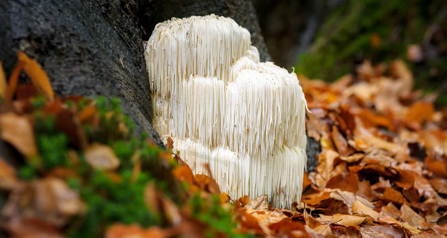 Lion's mane Mushroom on side of tree