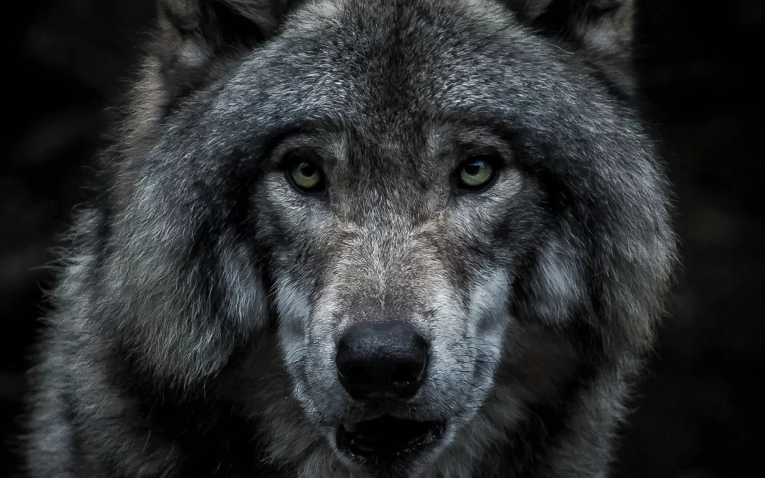 Why Raised by Wolves resonates right now!