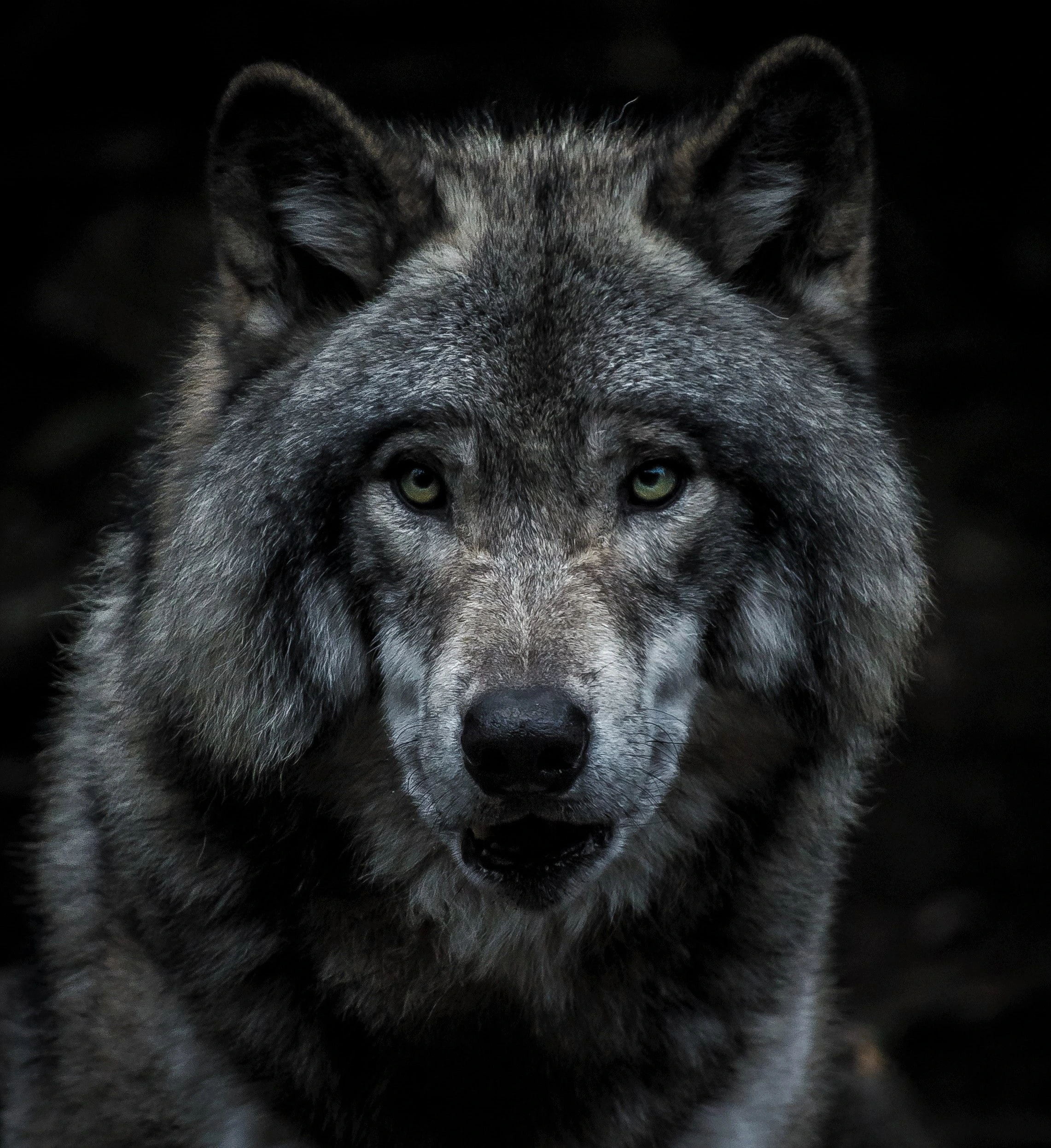 marc-olivier-jodoin-Wolf up close-unsplash