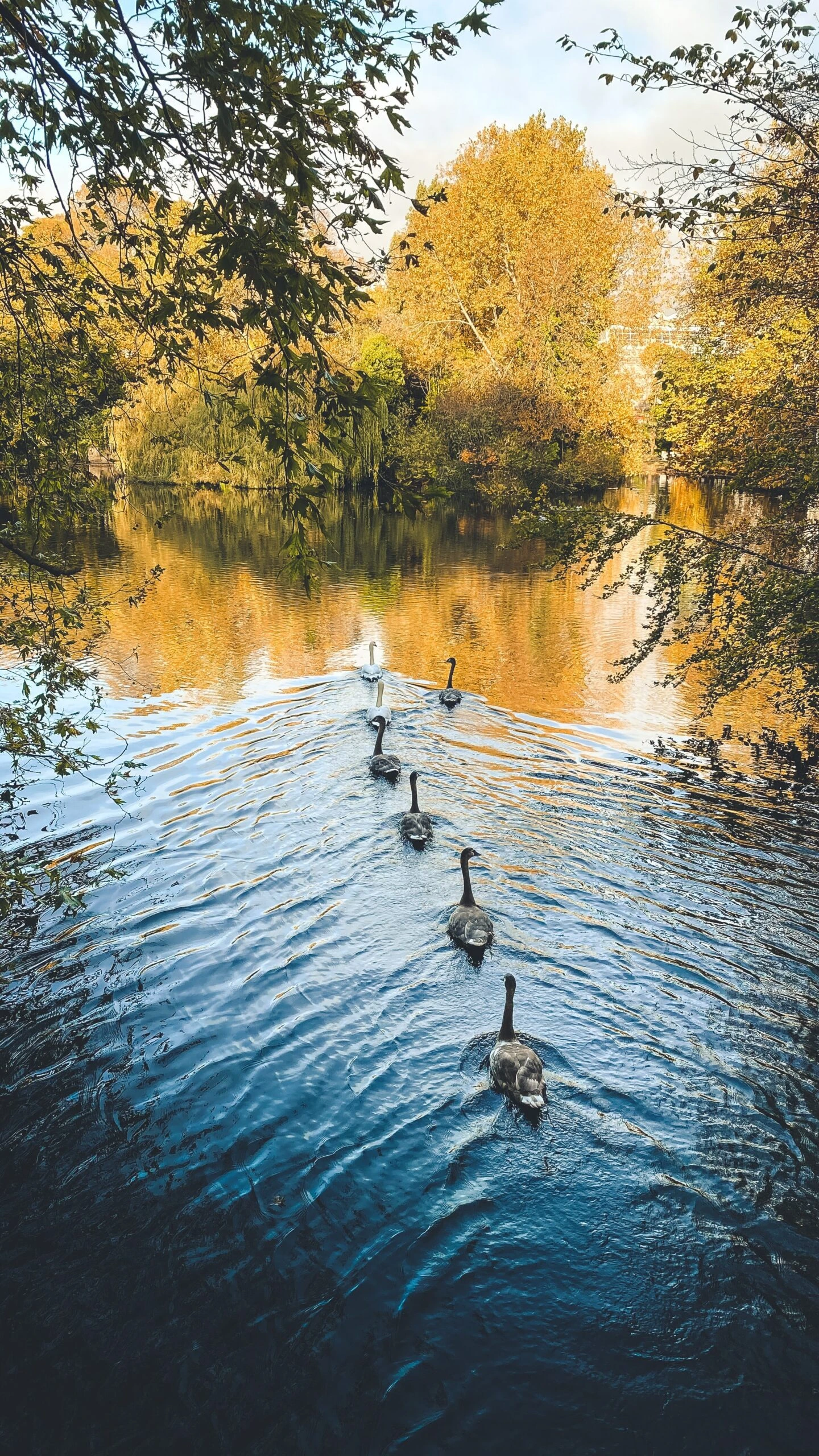 tiare-balbi-Swans a swim-unsplash