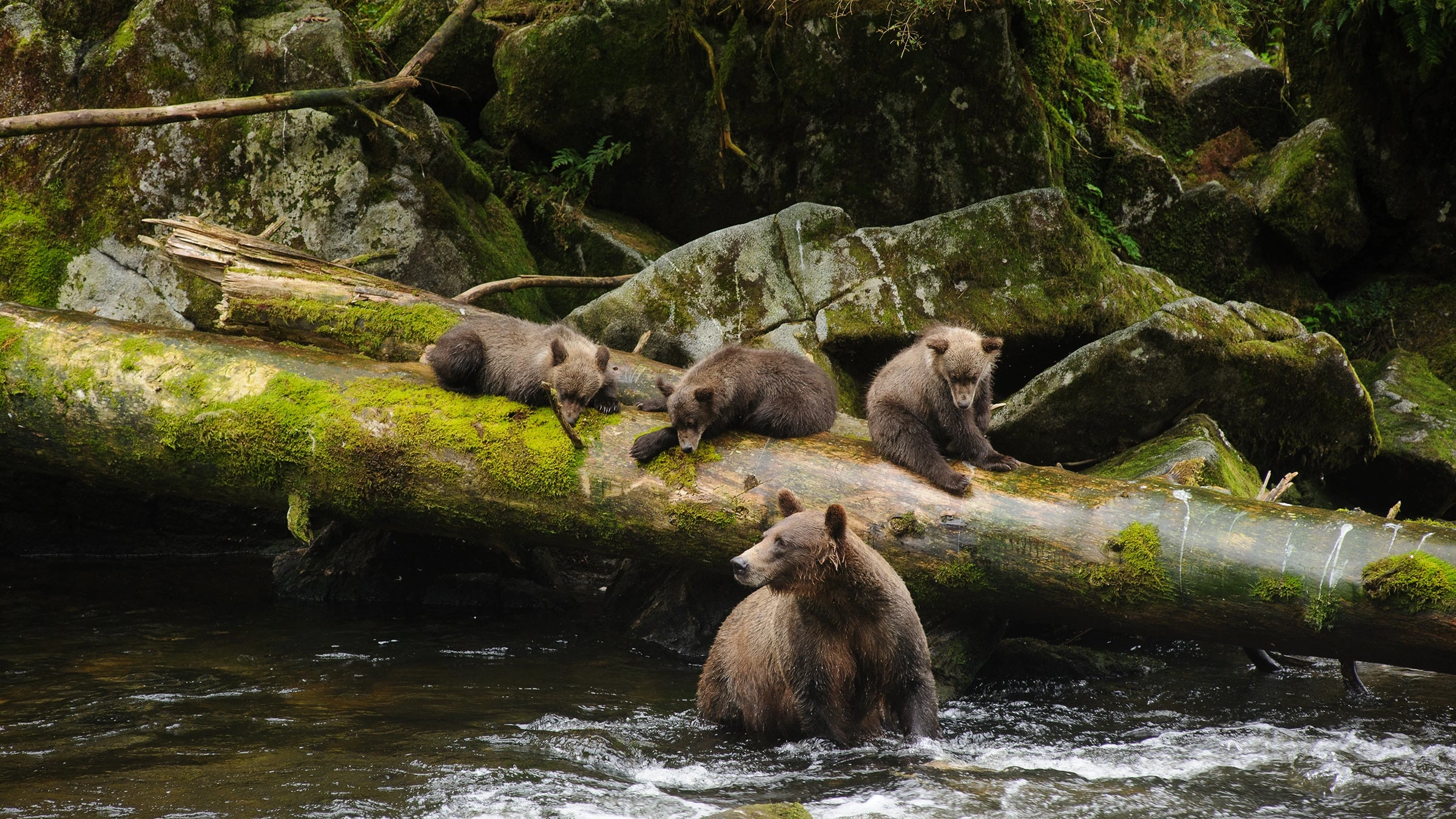 tongass_h bears in water