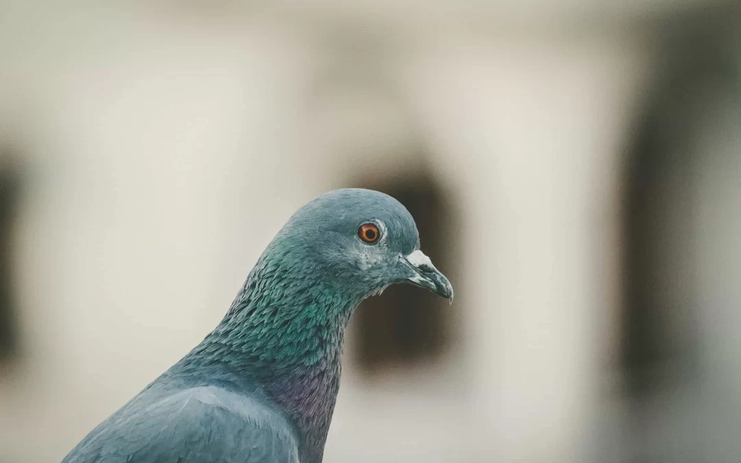 vivek-doshi-pigeon up close side view-unsplash-scaled