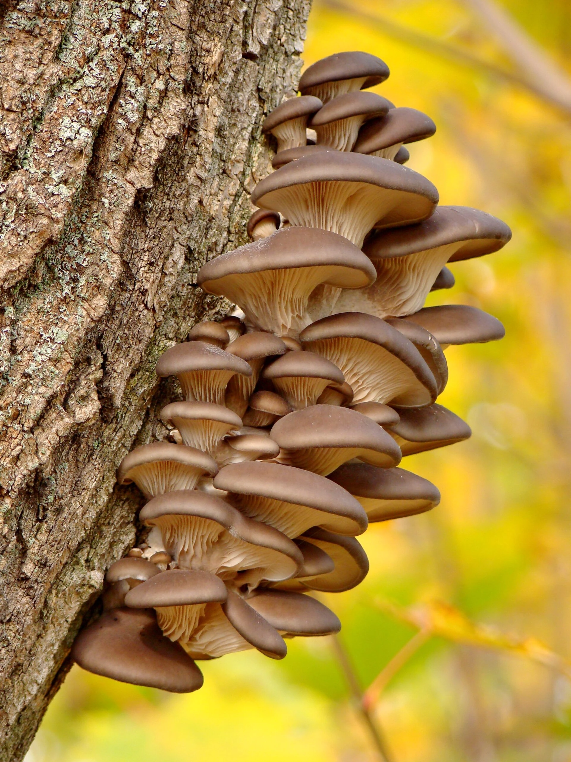 volodymyr-tokar-Reishi Mushroom bunch growing on side of tree-unsplash