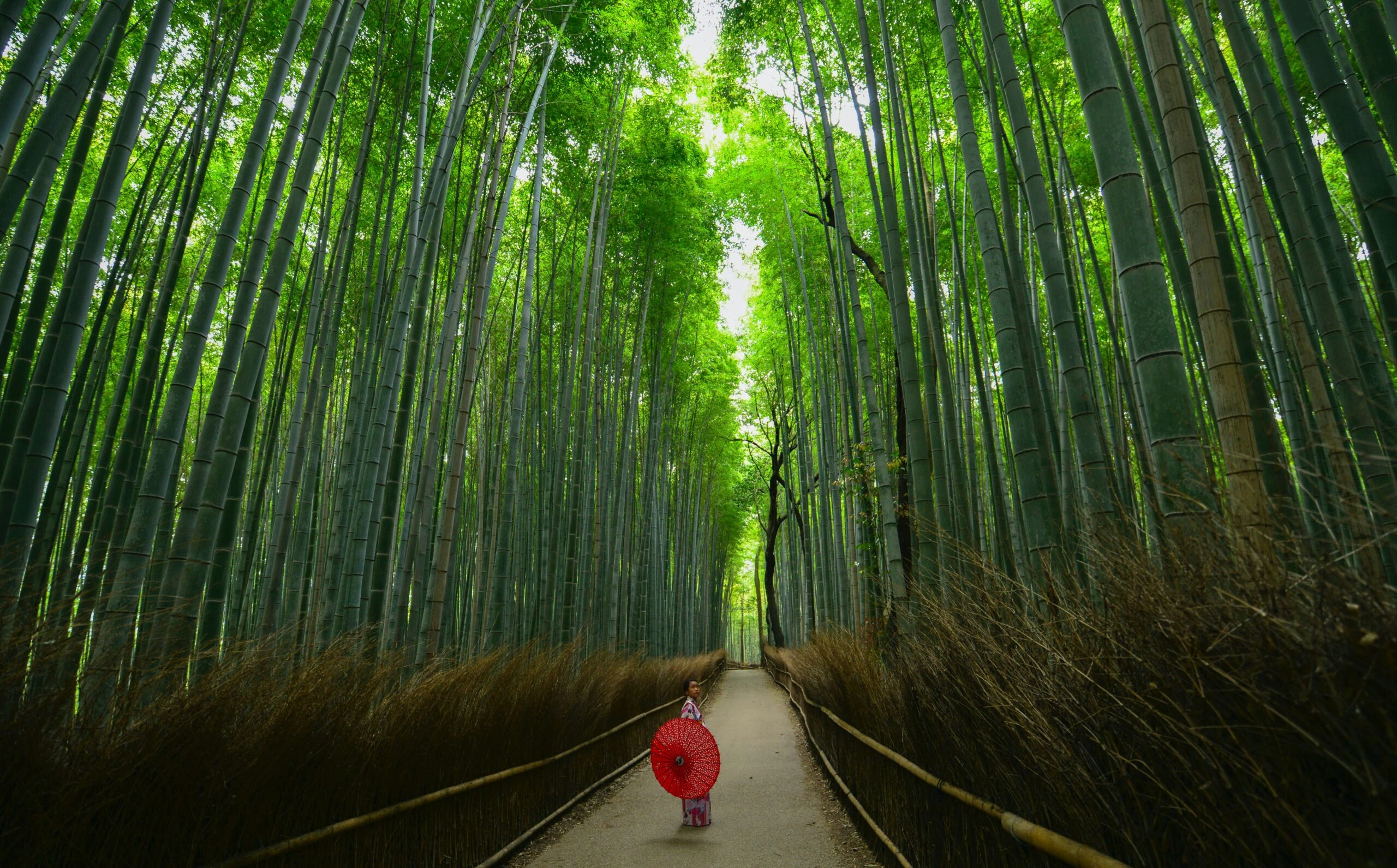 walter-mario-stein-Women walking narrow path in bamboo forest tall bamboo on either side-unsplash