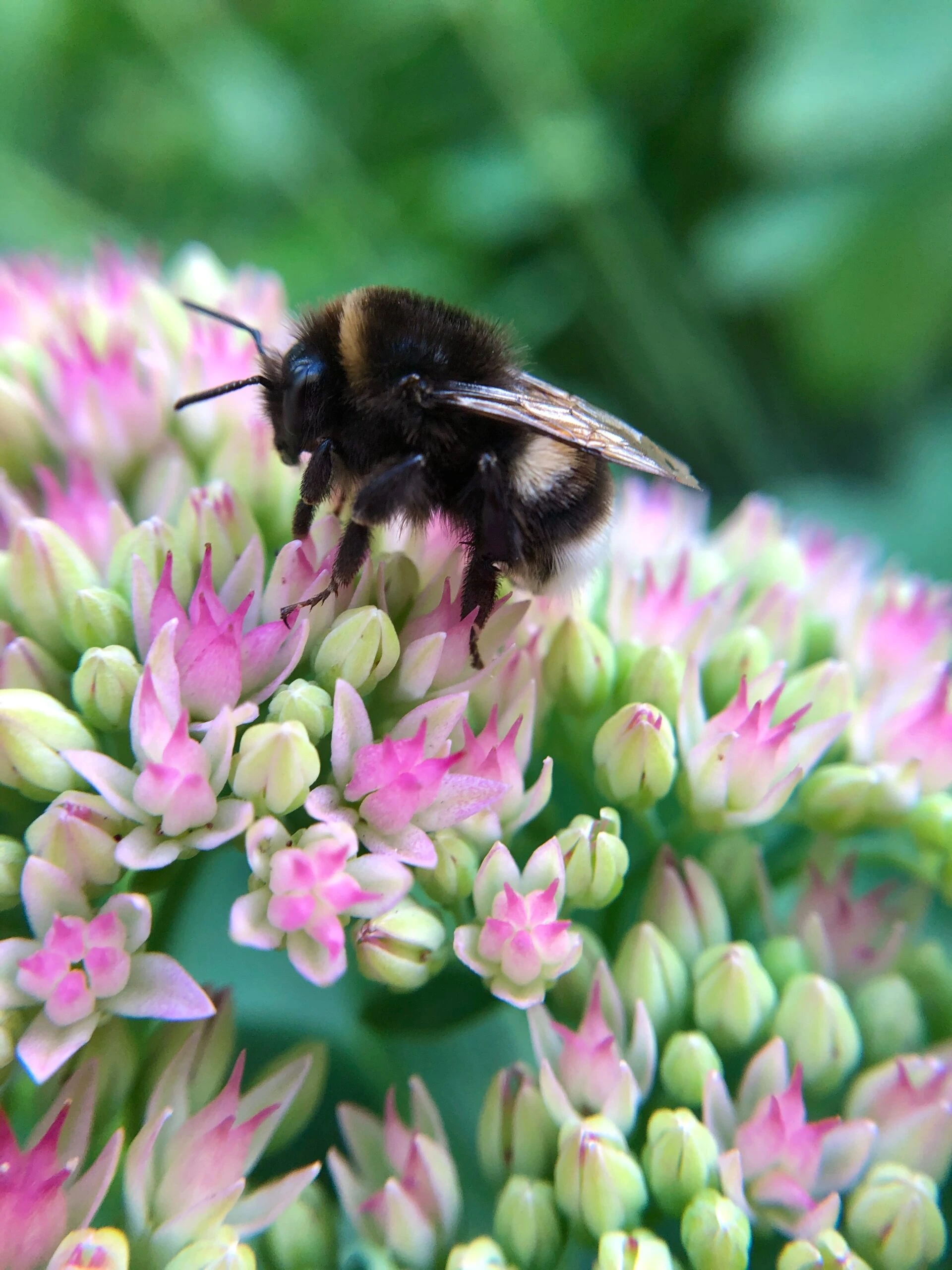 neil-harvey-Honey Bee up close on flower petal collecting nectar-unsplash-