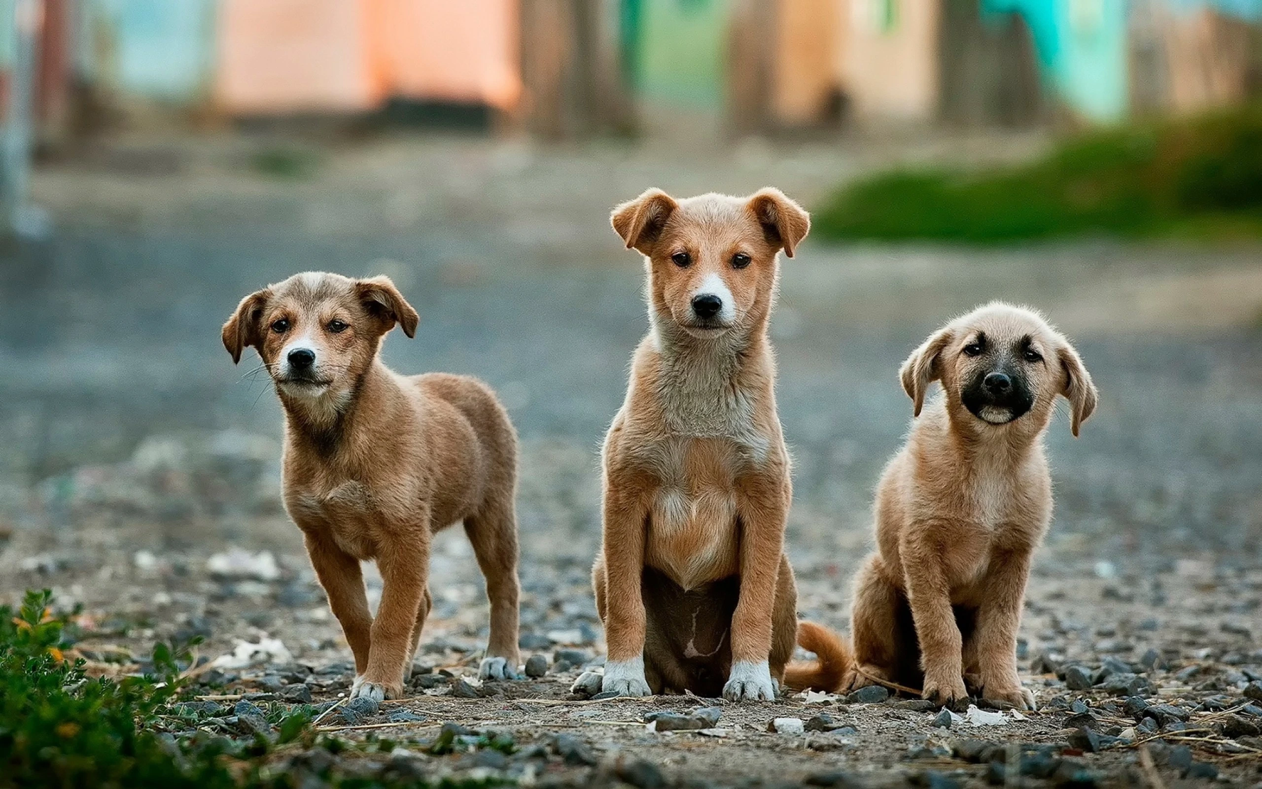 anoir-chafik-Three small dogs grouped together-unsplash