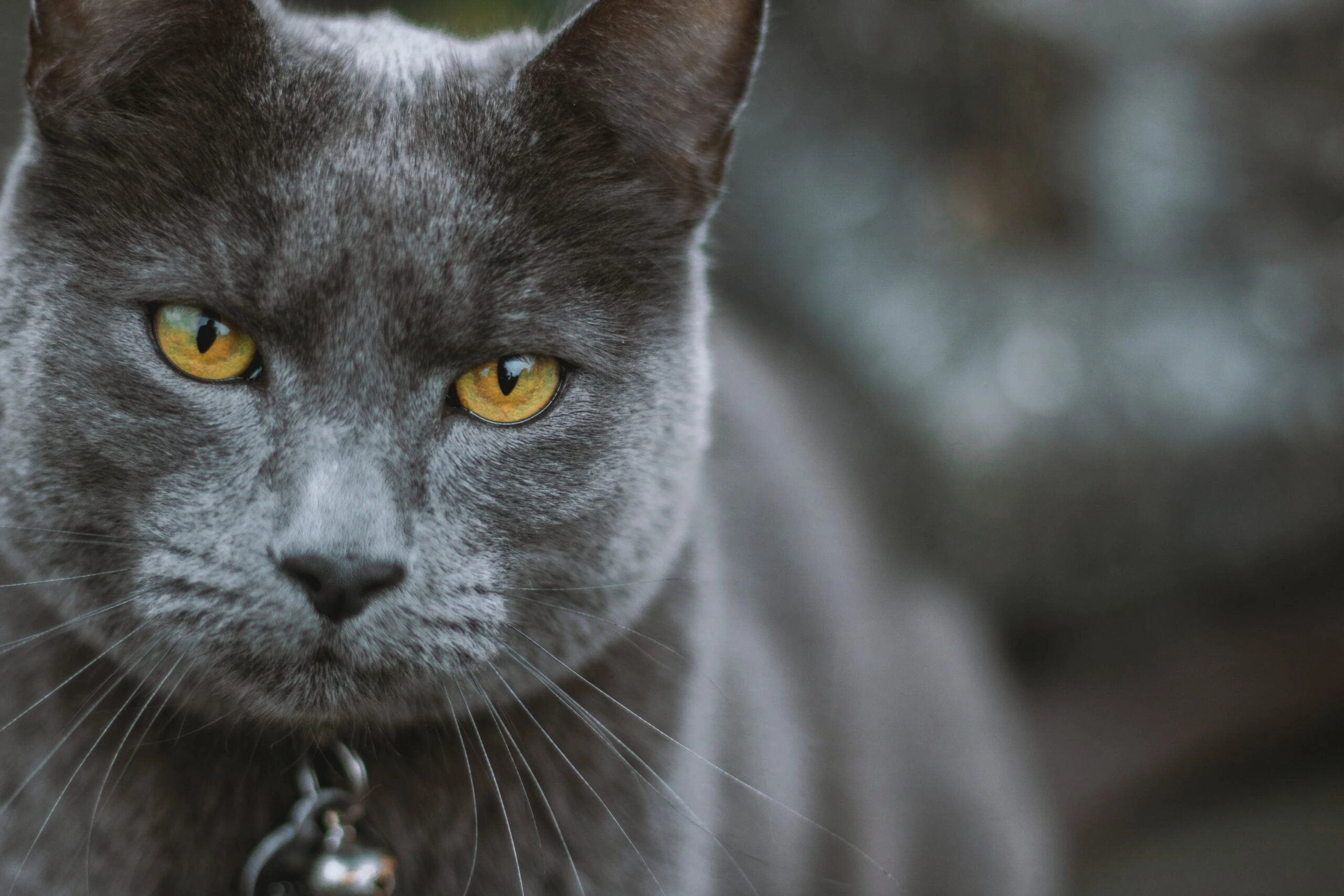 edward-howell-Siberian grey cat up close-unsplash-scaled