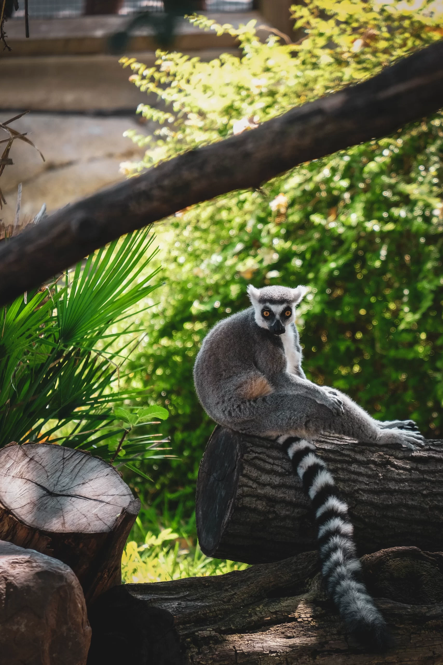 bryan-woolbright-Ring-tailed lemur-unsplash from Dallas TX zoo