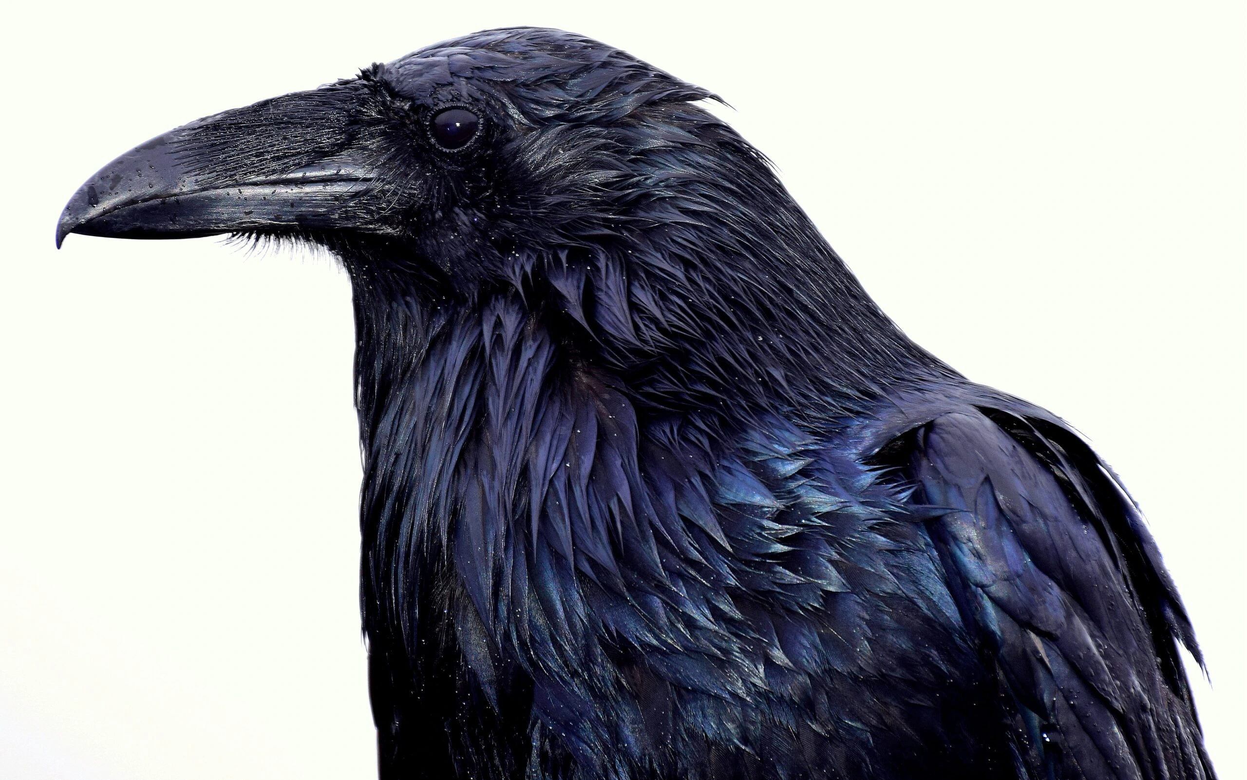 Raven by Meg Jerrard