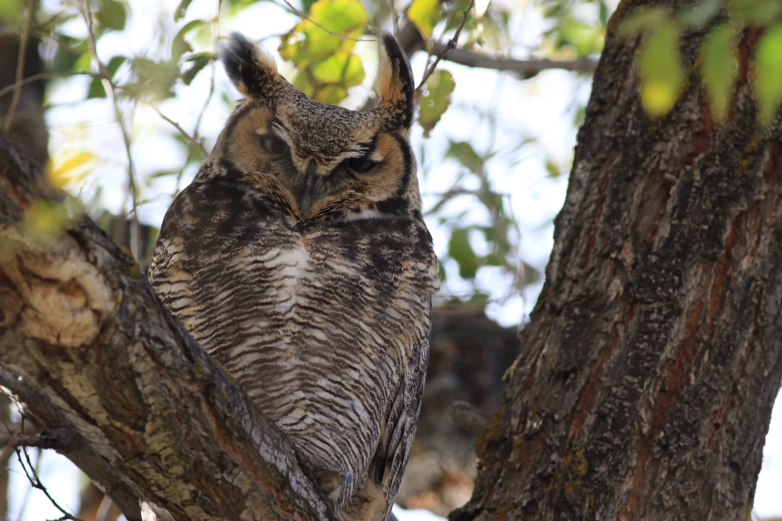 pam-riches-owl in closeup-unsplash