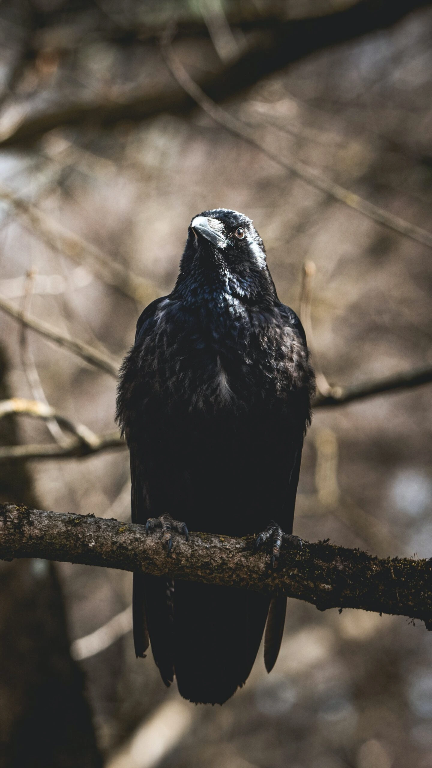 valentin-petkov-Raven perched on a tree branch-unsplash-scaled