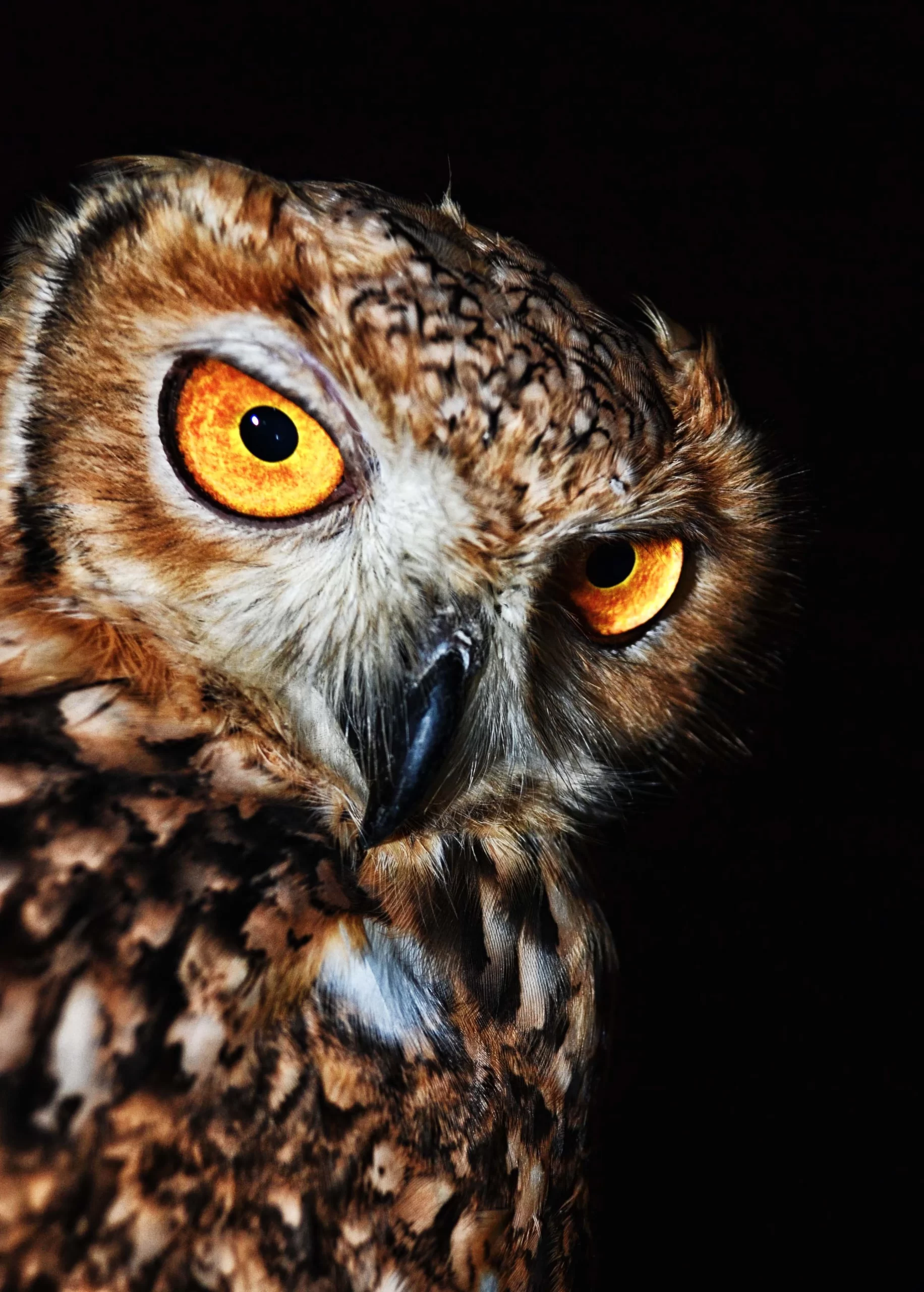 ahmed-badawy-Up close owl-unsplash
