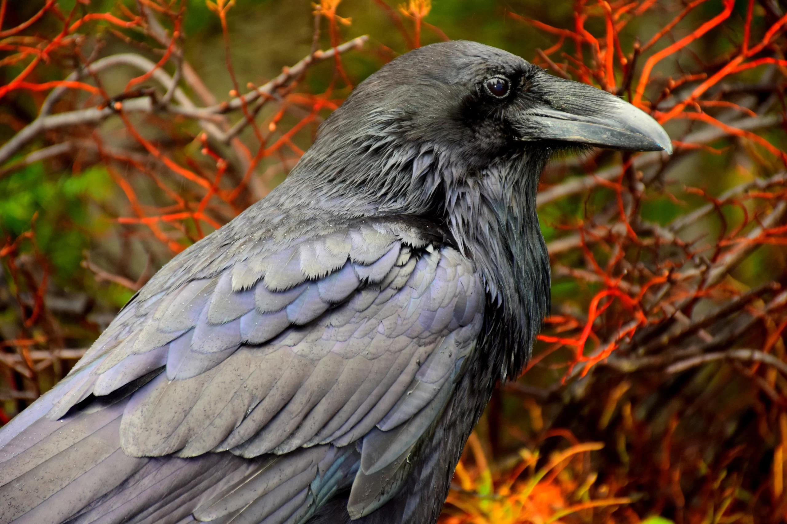 meg-jerrard--Raven with beak facing right up close-unsplash