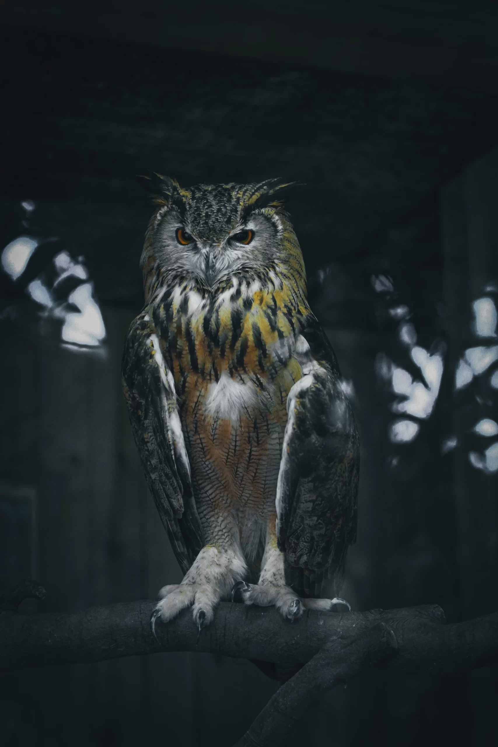 mehmet-turgut-Owl-unsplash