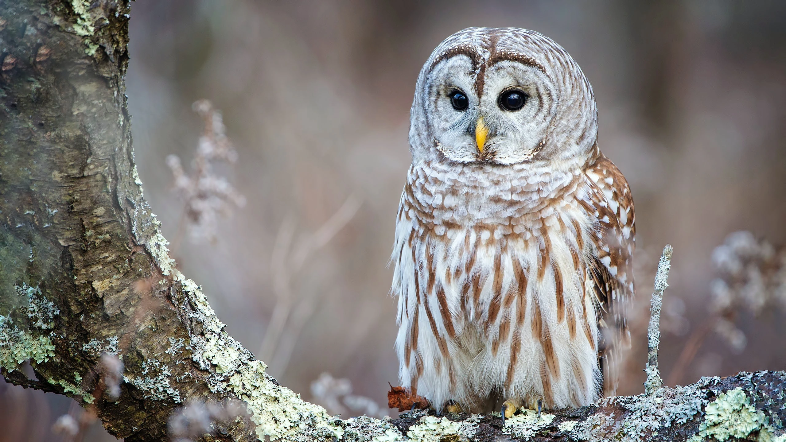 philip-brown-Barred Owl-unsplash