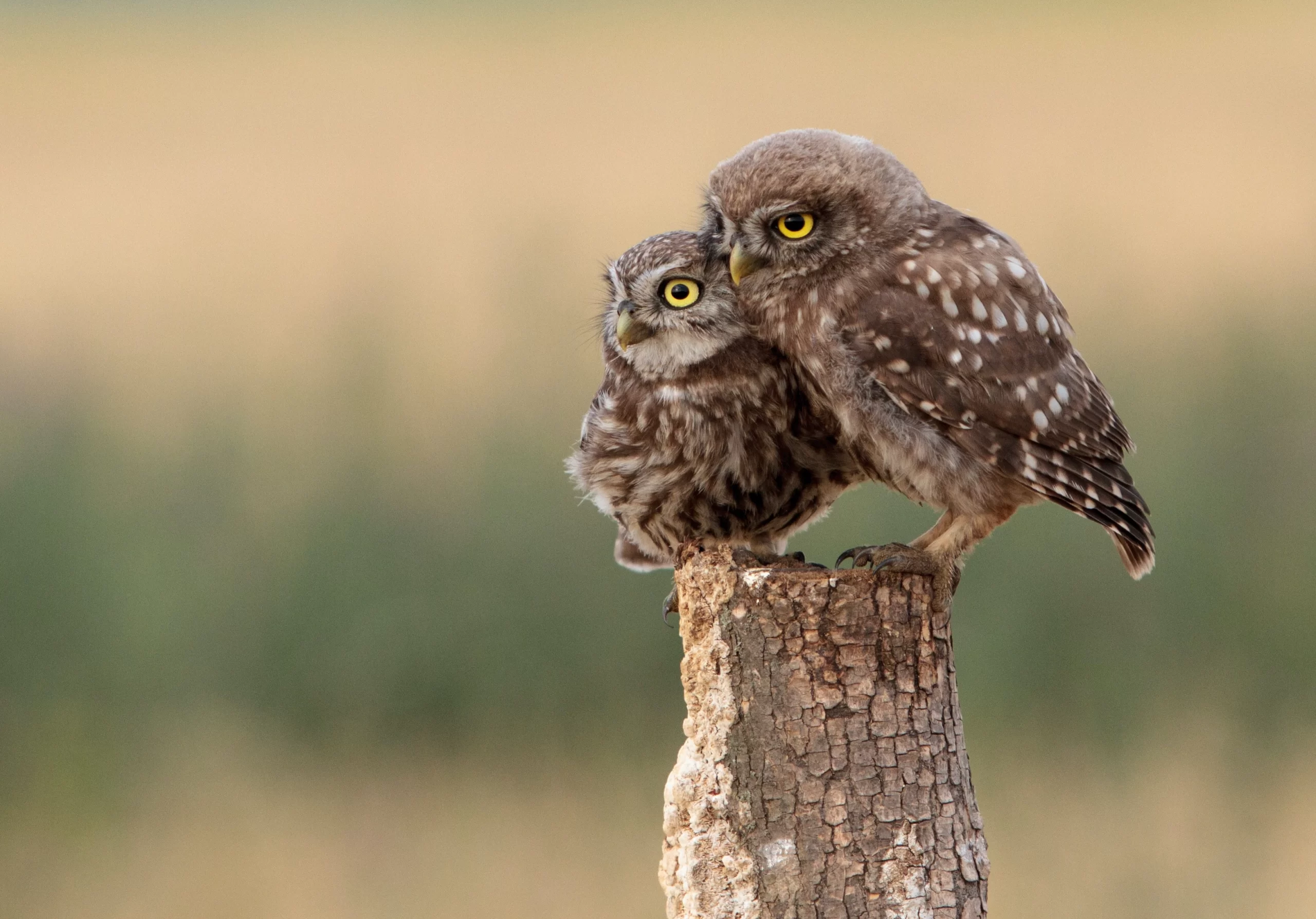 zdenek-machacek-baby barn owls on post cuddling close A-unsplash