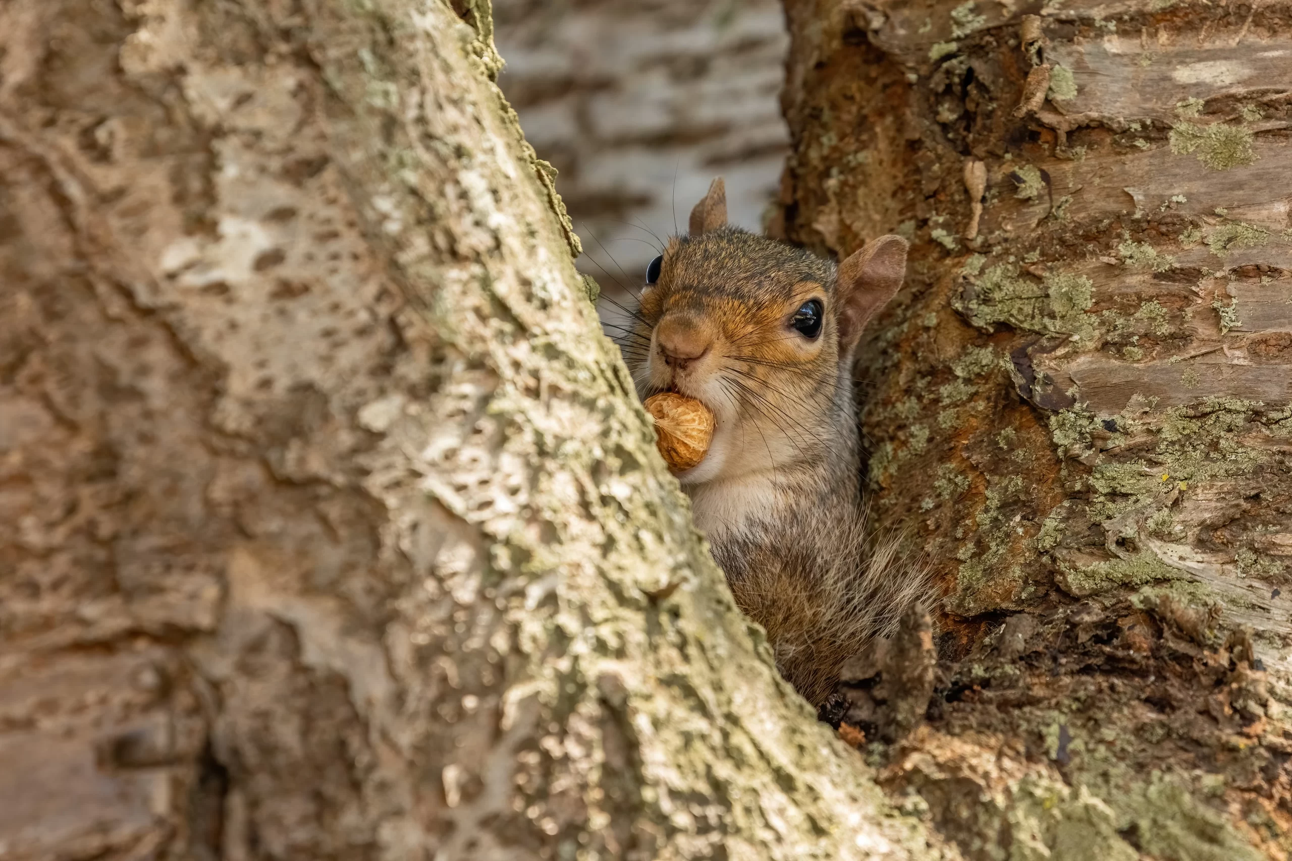 andy-holmes-brown-squirrel-nesting-large-Cherry-Tree-Chatham-Kent-unsplash-scaled.webp