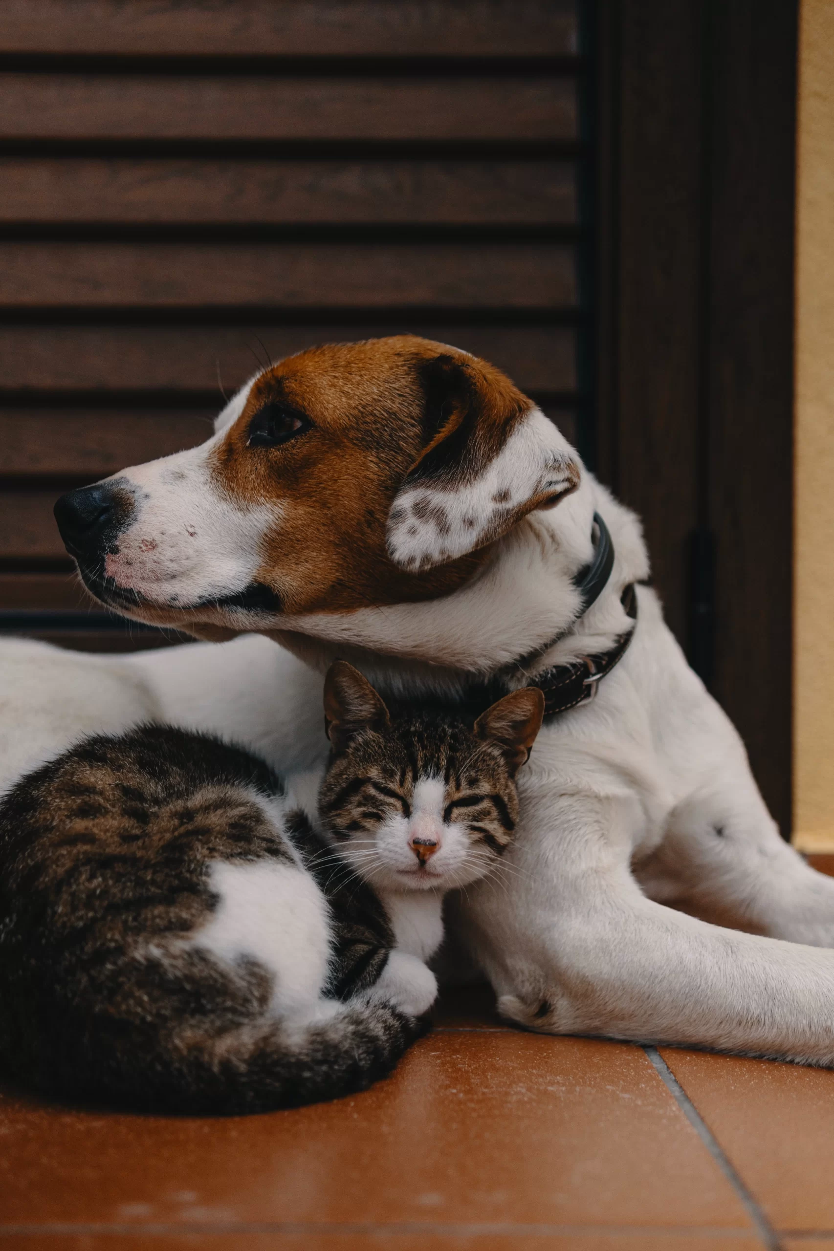 alec-favale-Hound with cat coudled up to him-unsplash