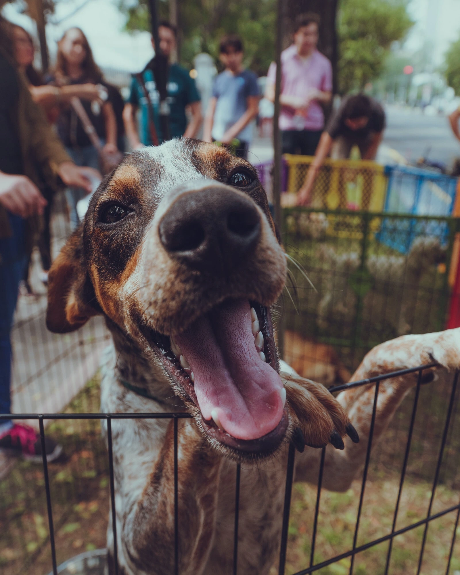 alonso-romero-beautiful hound dog sitting up in grocery cart with mouth open in joy-unsplash