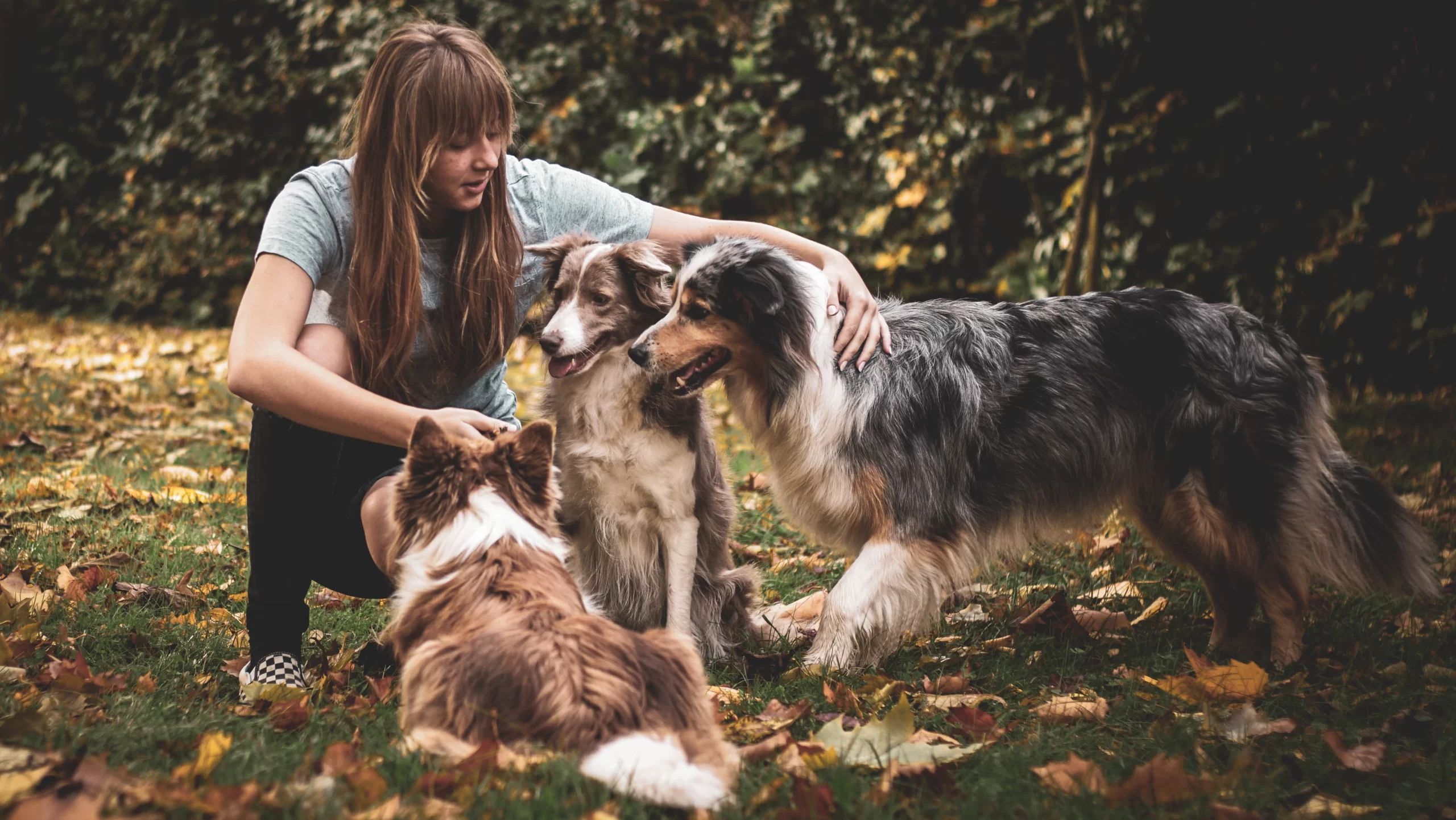 anna-dudkova-owner greeting mom collie with her pups-unsplash