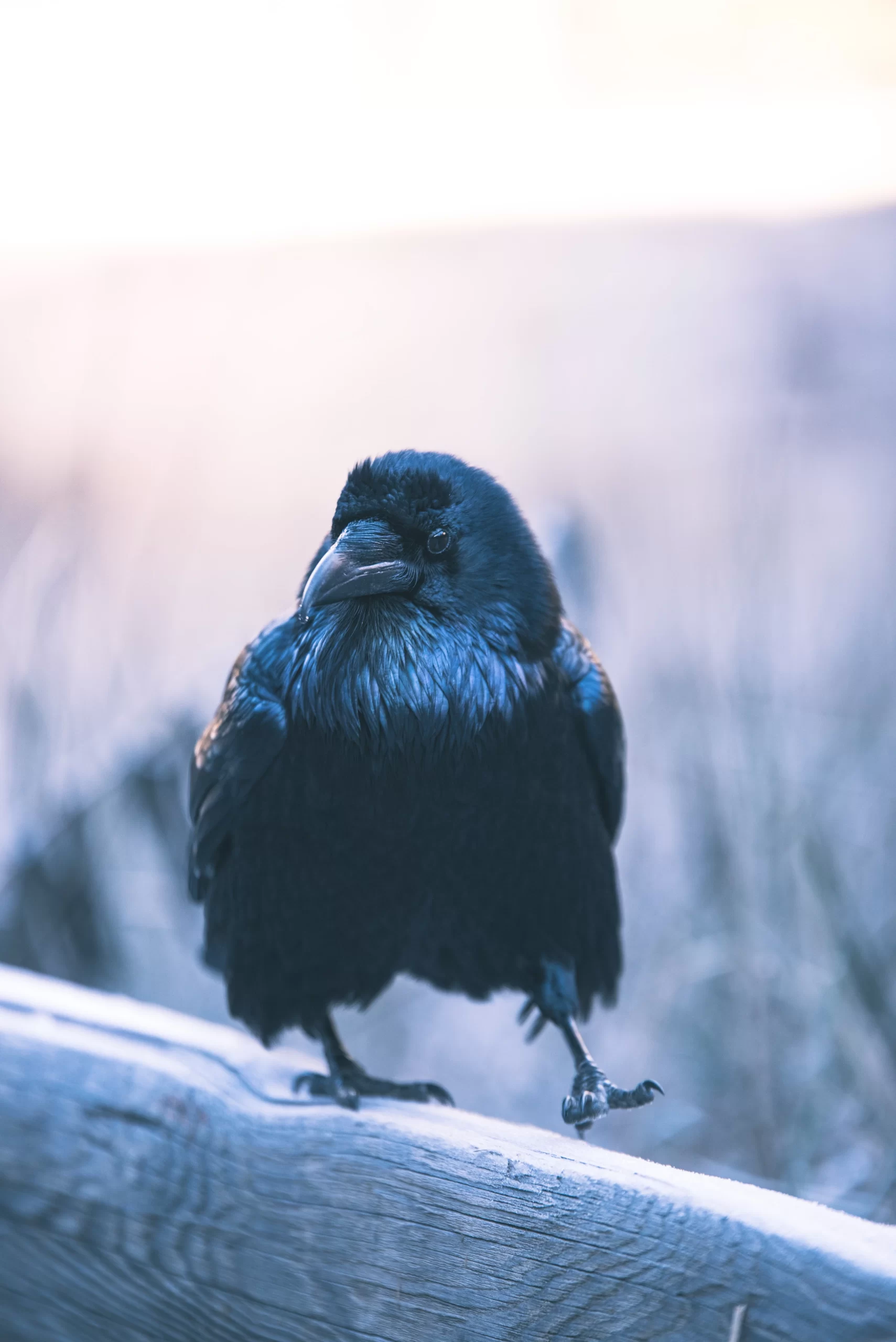 casey-horner-Raven walking on wooden fence line unsplash