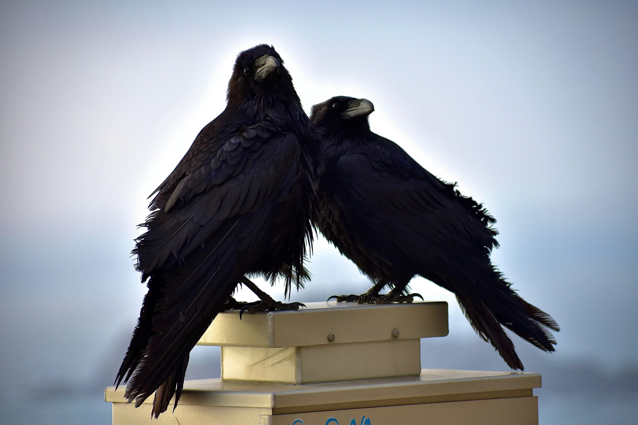 cristina-glebova- Published on July 2, 2021 NIKON CORPORATION, NIKON D3400 Free to use under the Unsplash License Close up ravens resting on post during daytime -unsplash