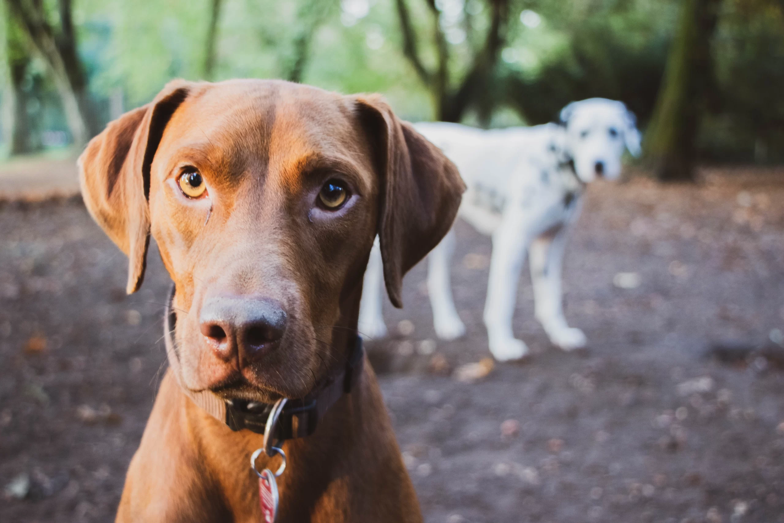 ey_lena-two dogs brown in foreground while spotted white with black spost in back ground -unsplash
