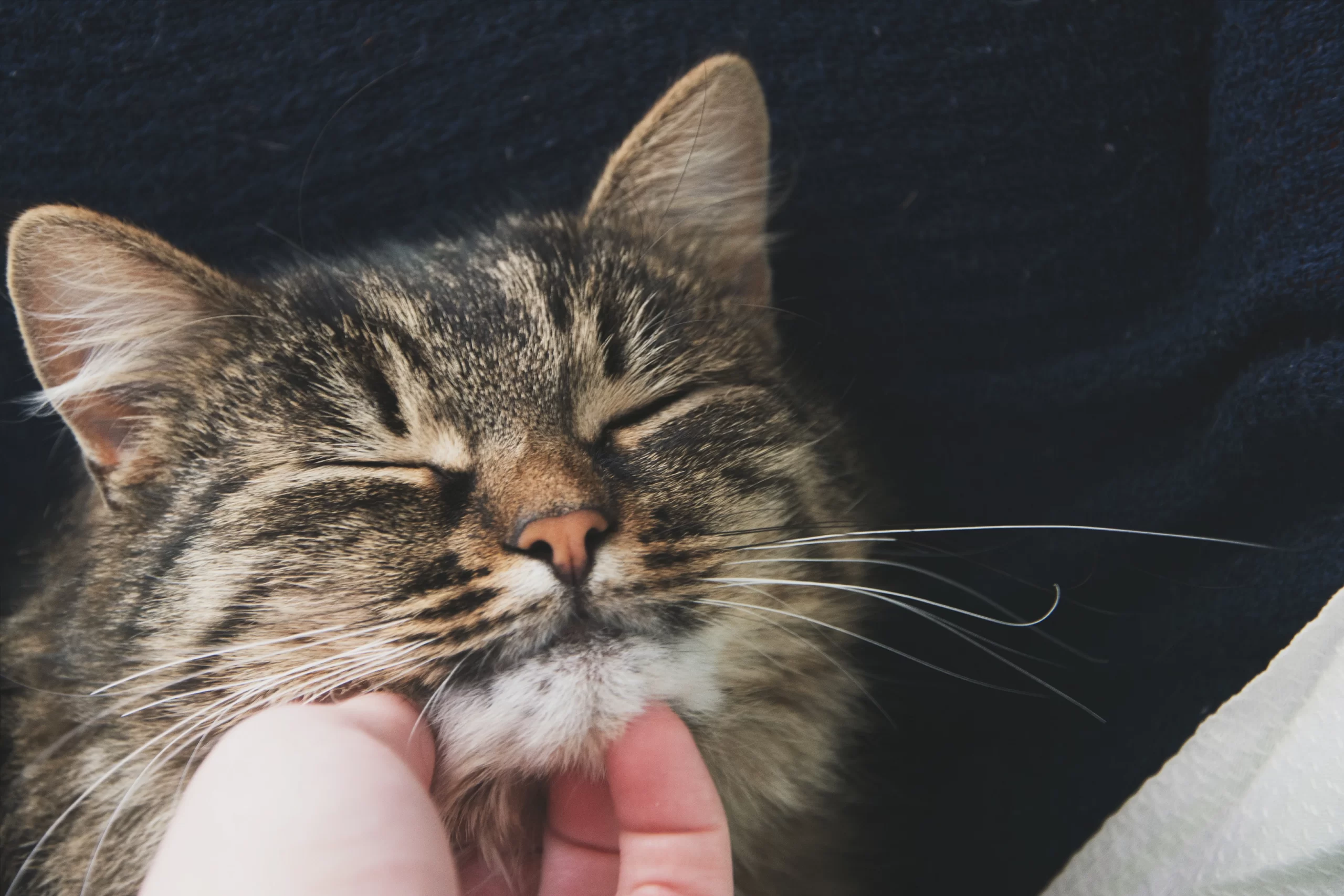 irina-iriser-Cat enjoying chin scratch unsplash