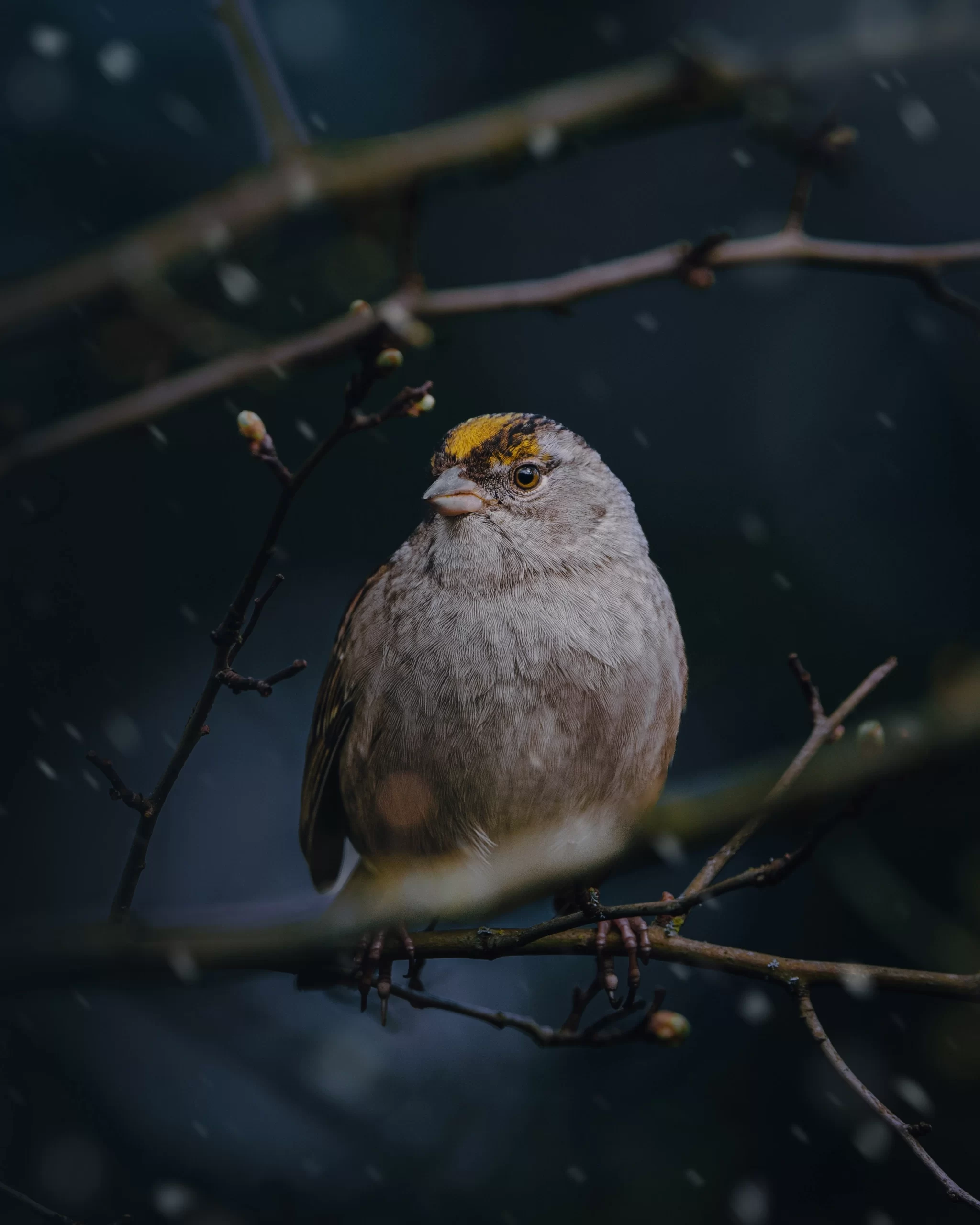 Golden Crowned Sparrow bird perched in a tree here in Oregon. Photo by Lance Reis. Shot on my Sony Alpha. Say hi on Insta, Kickass Designs 