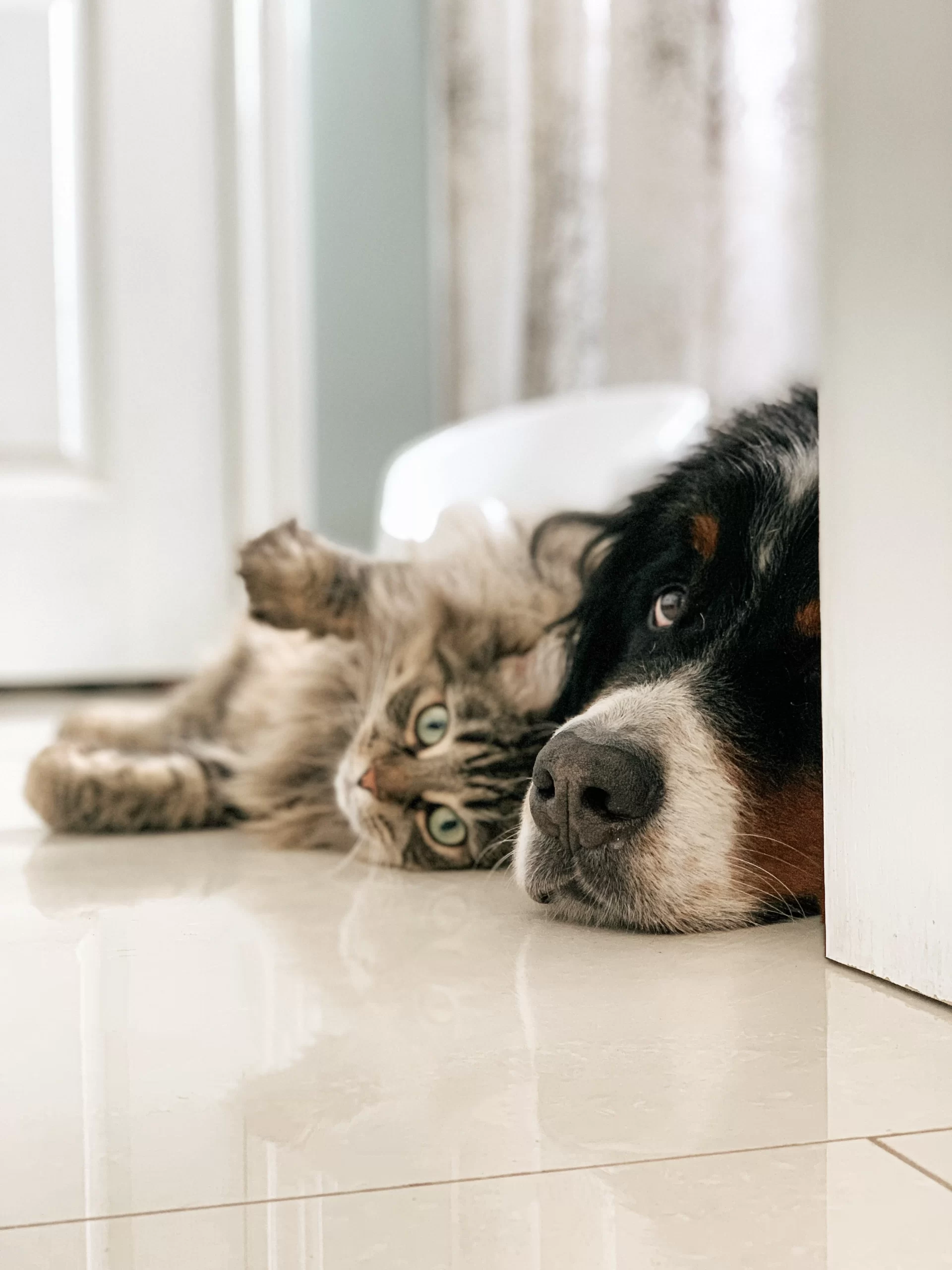 louis-philippe-poitras-dog and cat at the edge of a open door -unsplash.webp