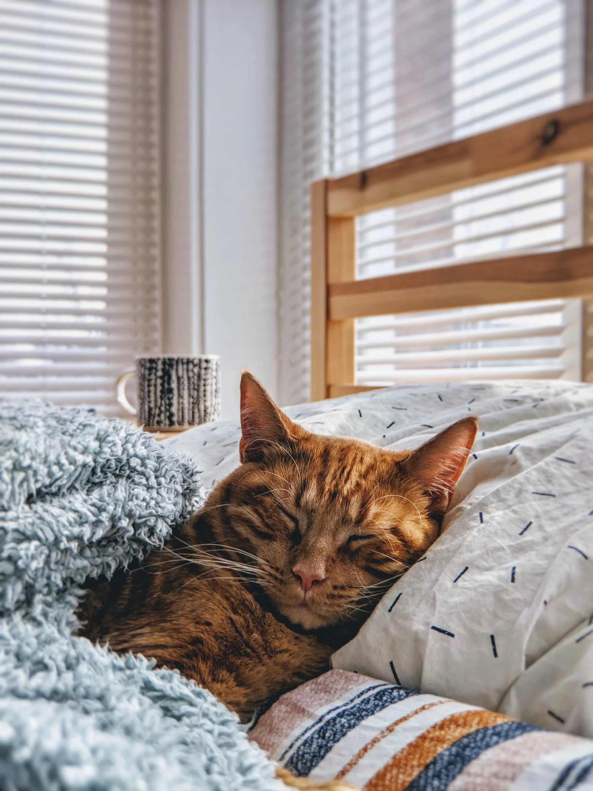 modcatshop-orange cat tucked into bed sleeping with head on pillow-8-unsplash.webp