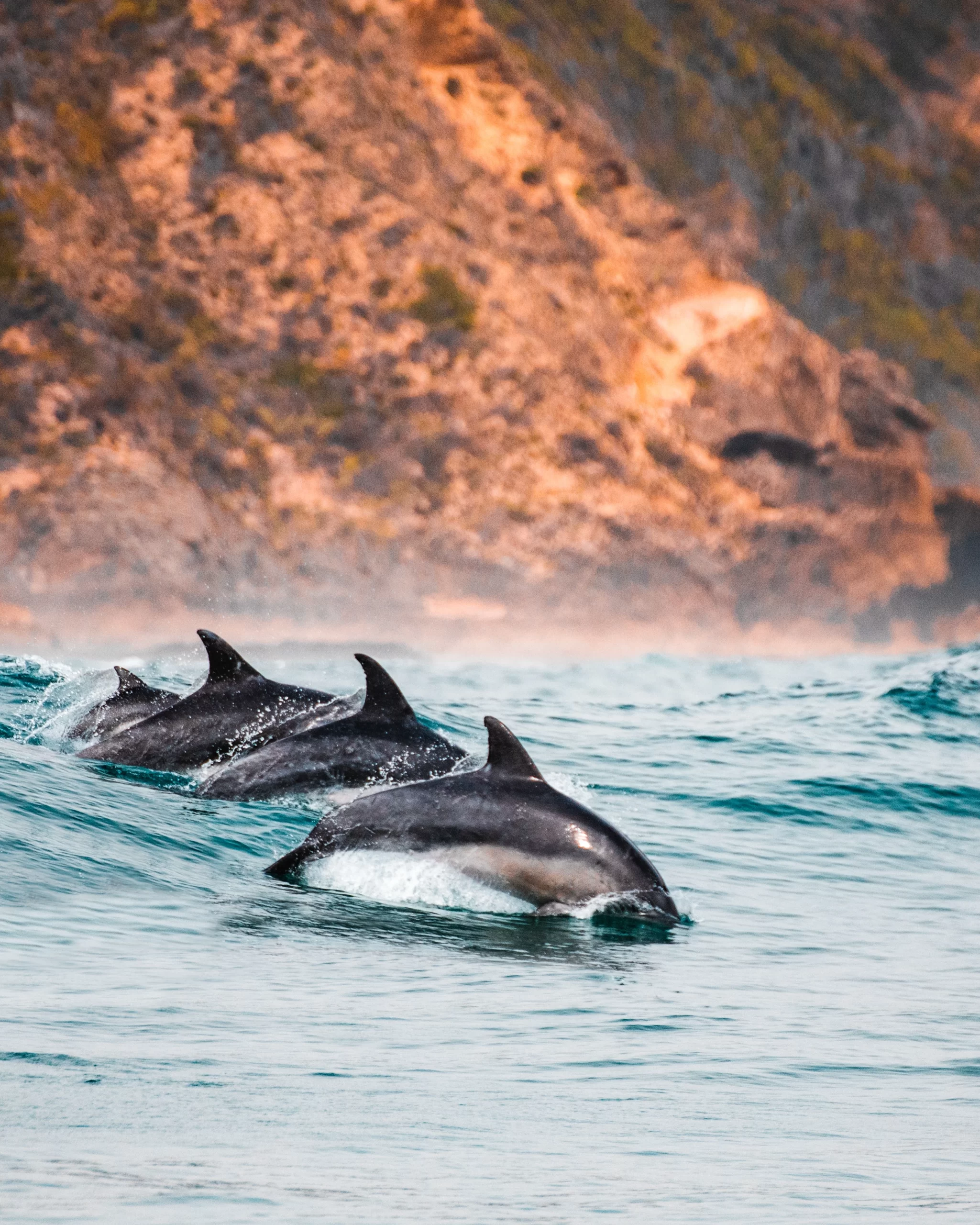 redcharlie-group of syncronized dolphins-unsplash