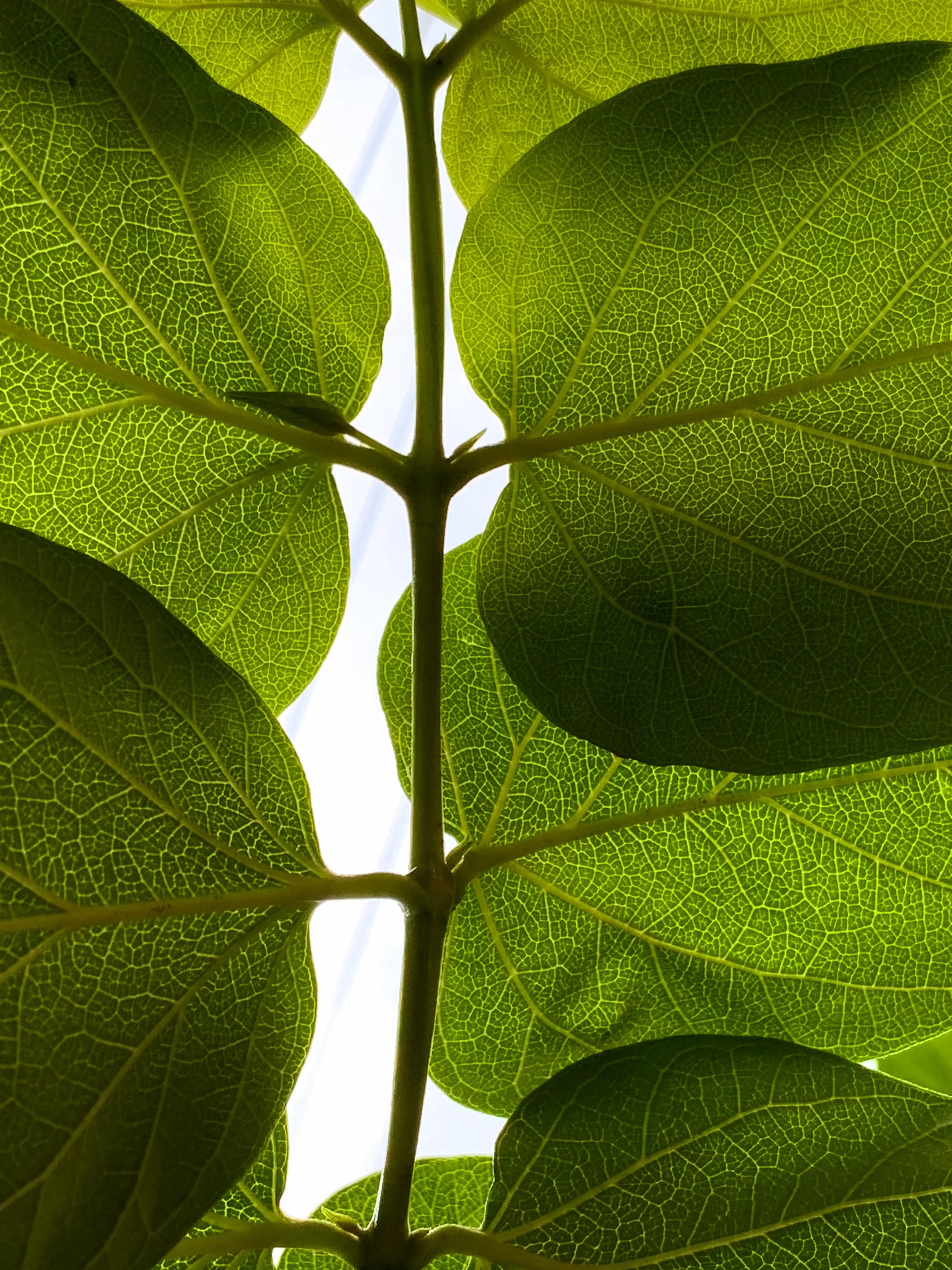 roshan-prajapati-Plant stem with detailed leaves from back-unsplash
