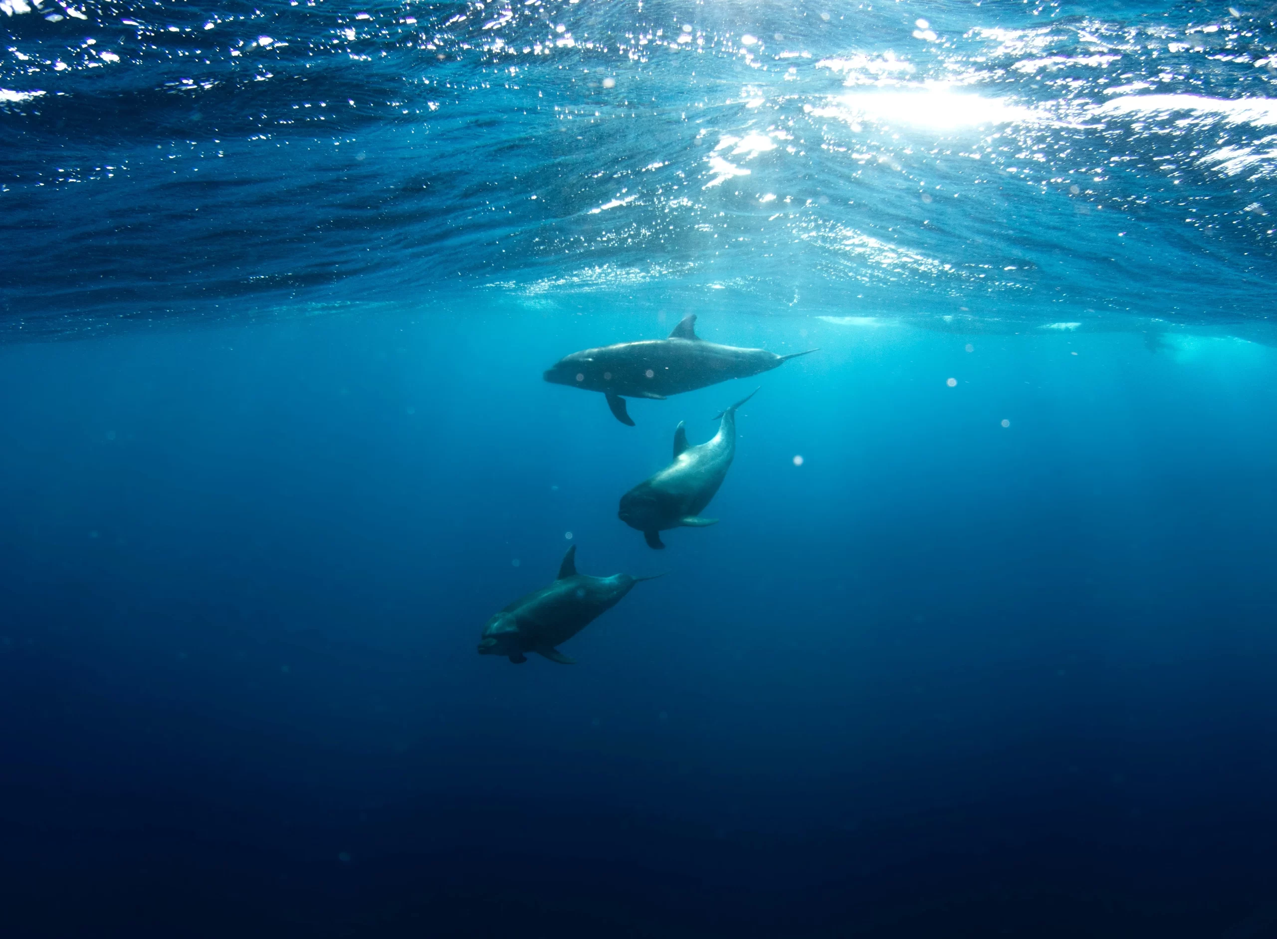 talia-cohen-dolphins in the ocean unsplash