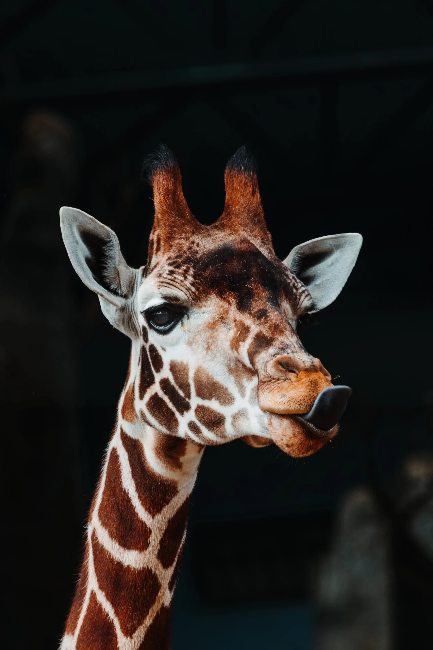 andy-holmes-Giraffe sticking out tongue at camera-unsplash