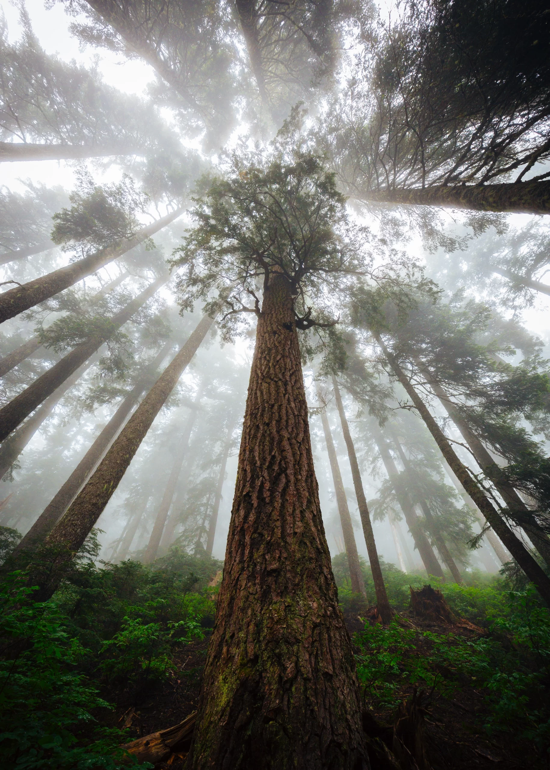 dave-hoefler-Pacific Northwest forest from floor to sky -unsplash