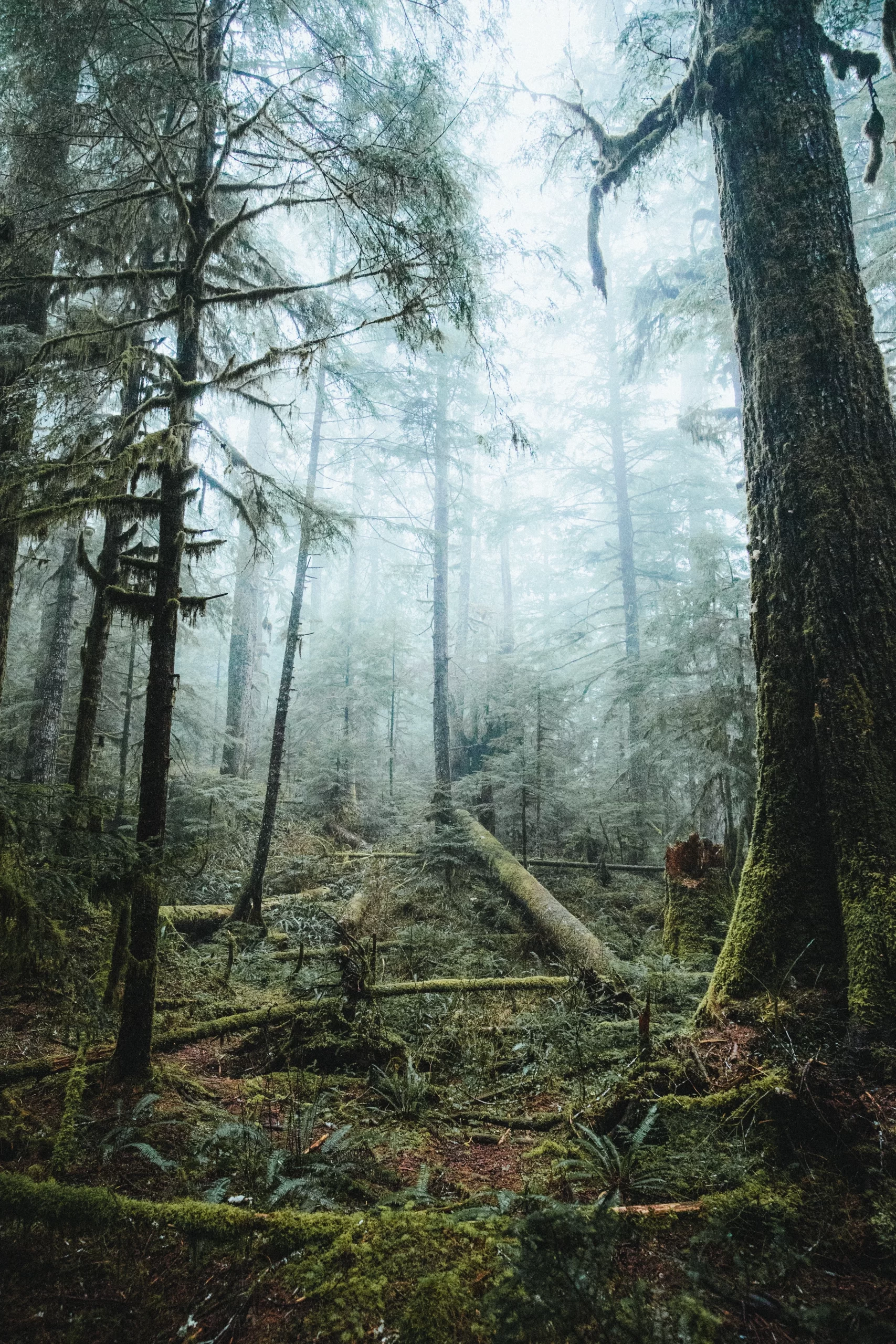justin-kauffman-Pacific Northwest eco system forest-unsplash