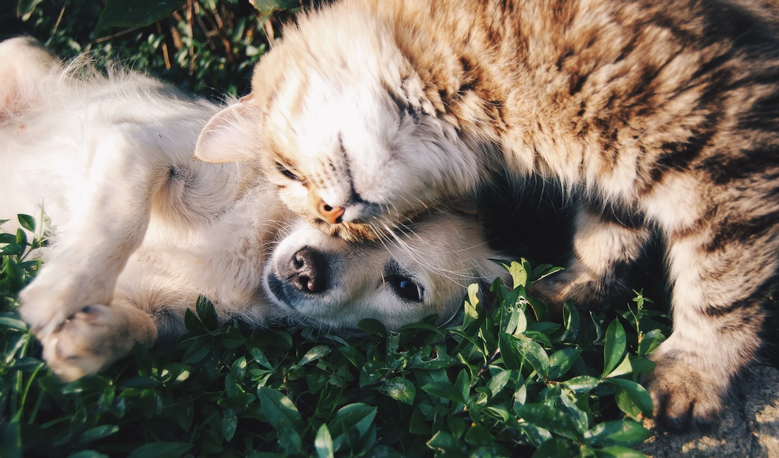krista-mangulsone-Cat head cuddle with small dog on ivy-unsplash (1)