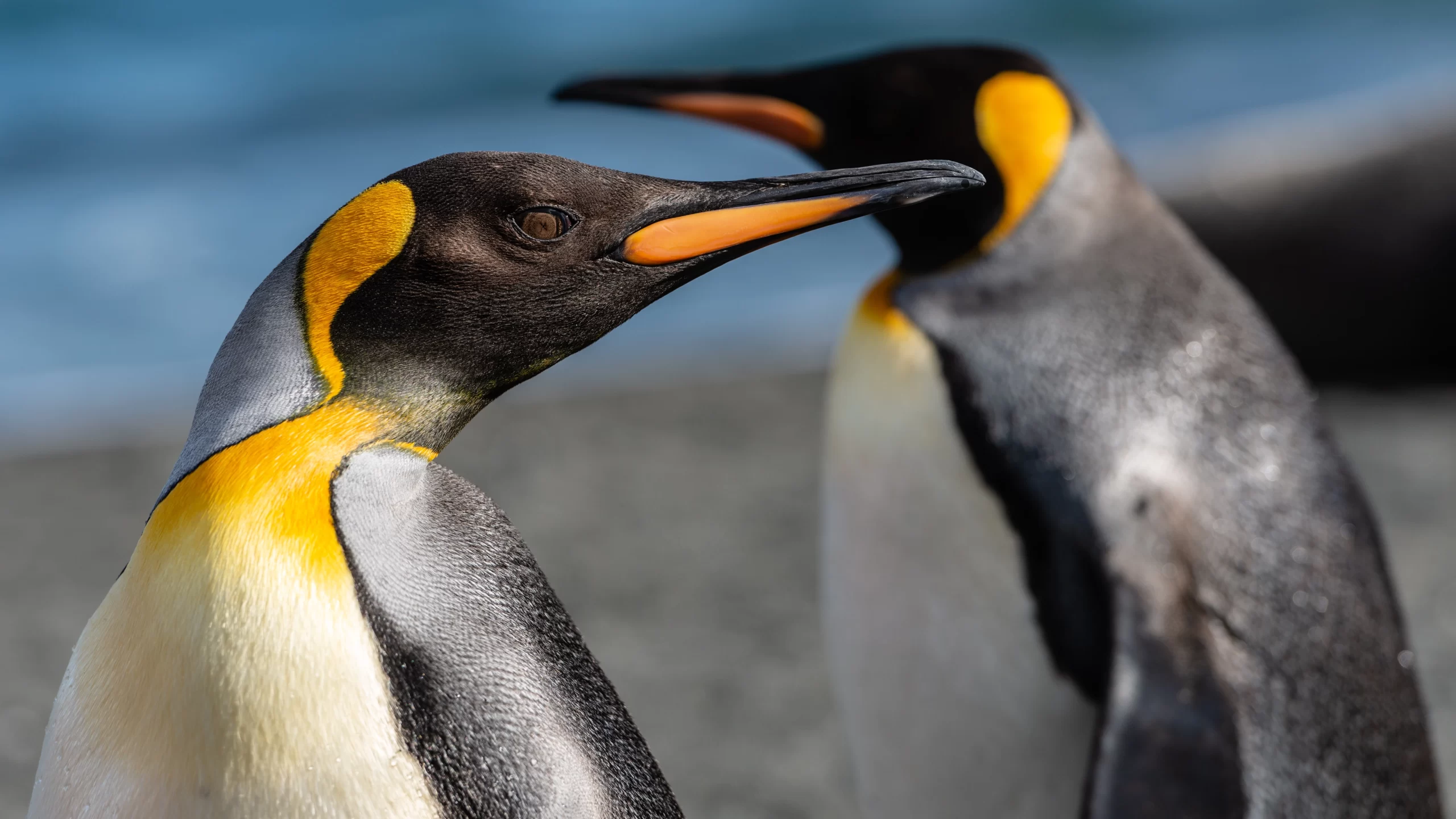 paul-carroll-Penguin beack to beak -unsplash