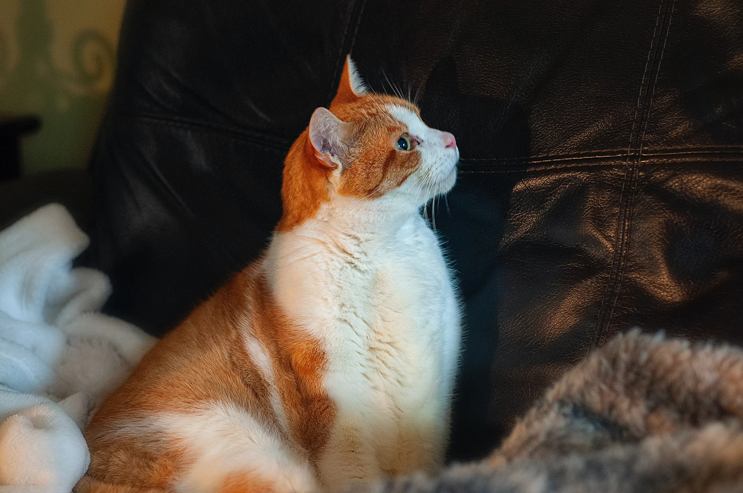 robert-thiemann-orange and white cat in profile -