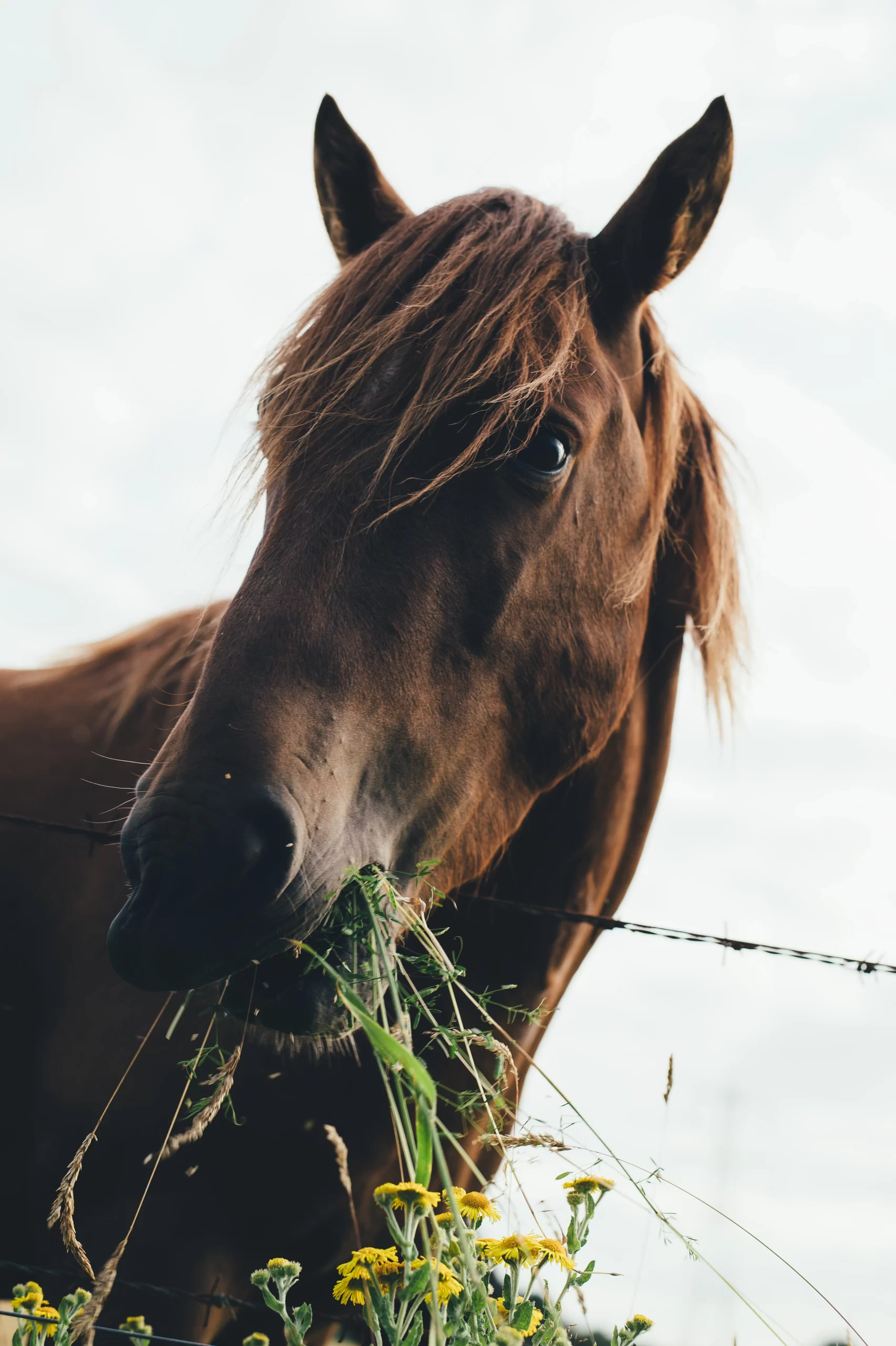 annie-spratt-Mare Horse at fencline chewing on wildflowers-unsplash