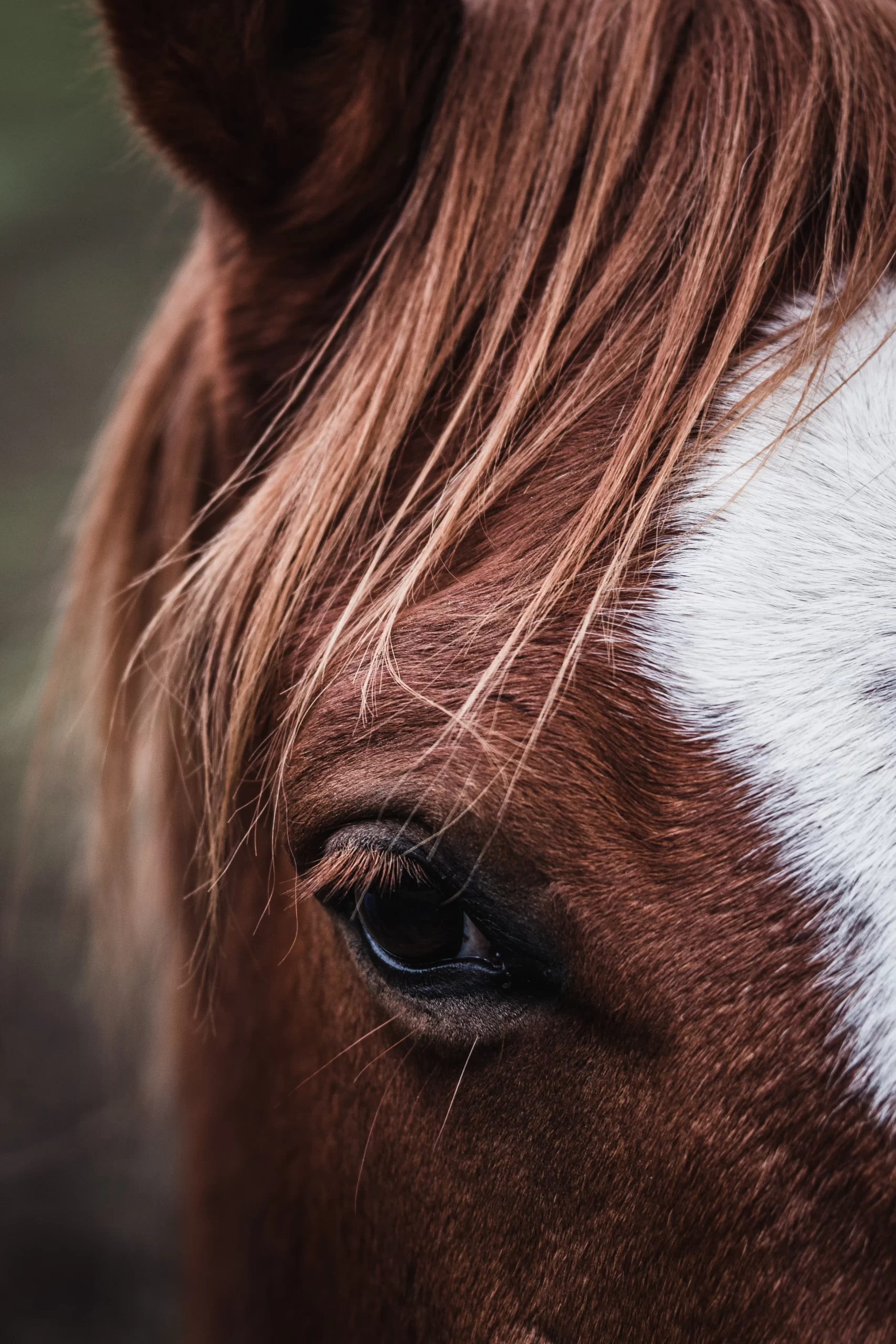 aurelien-faux-Horse showing left eye only-unsplash