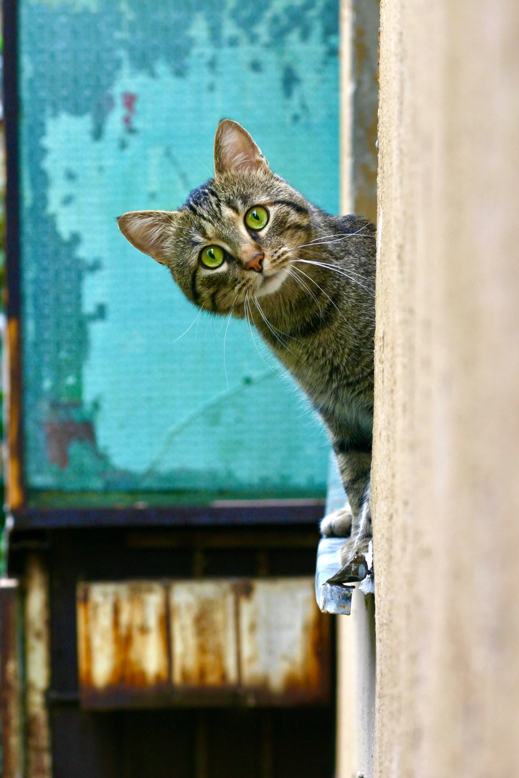 bogdan-farca-Cat on cabinet looking out from open door-unsplash