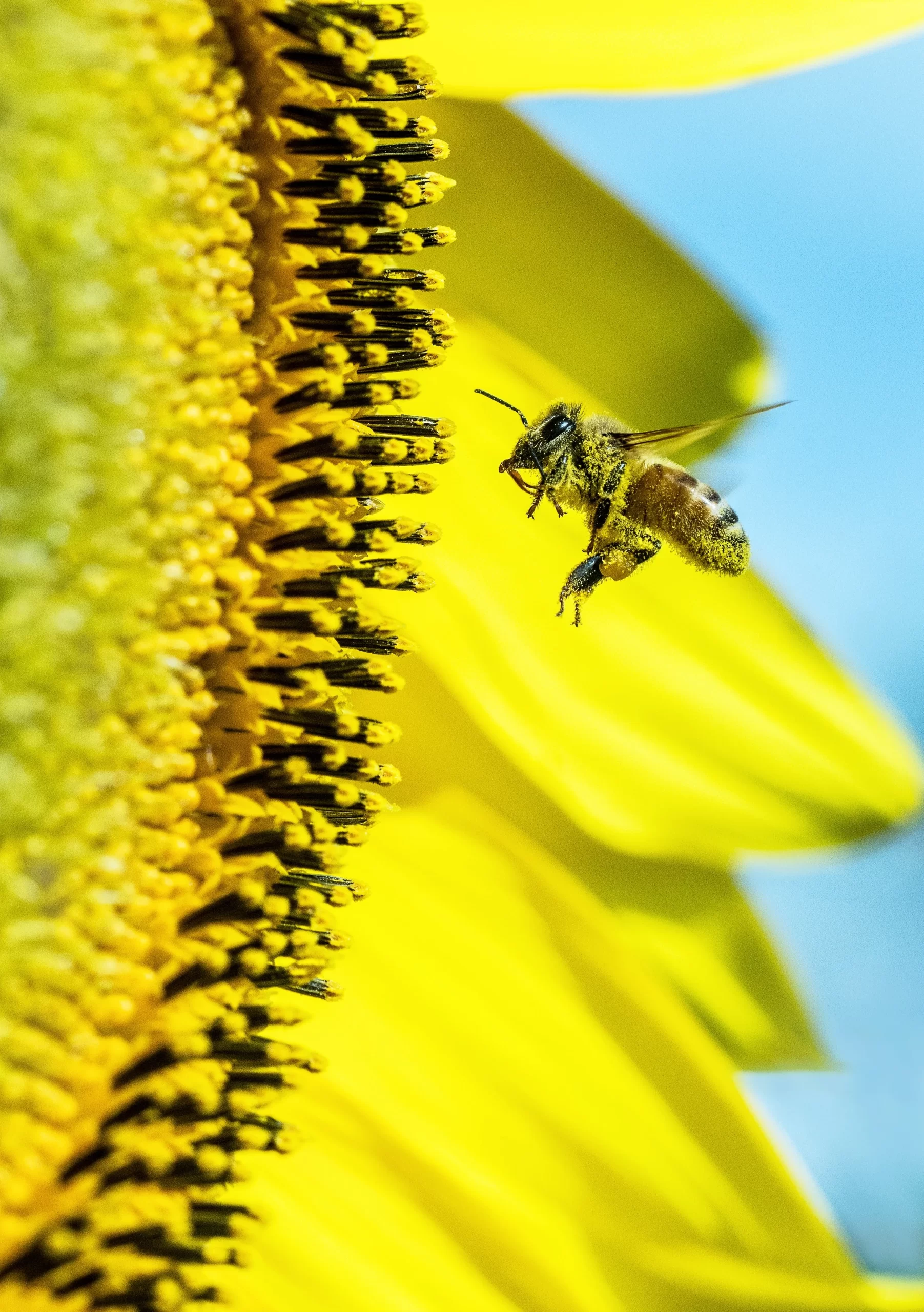 david-clode-Honey bees on sunflower