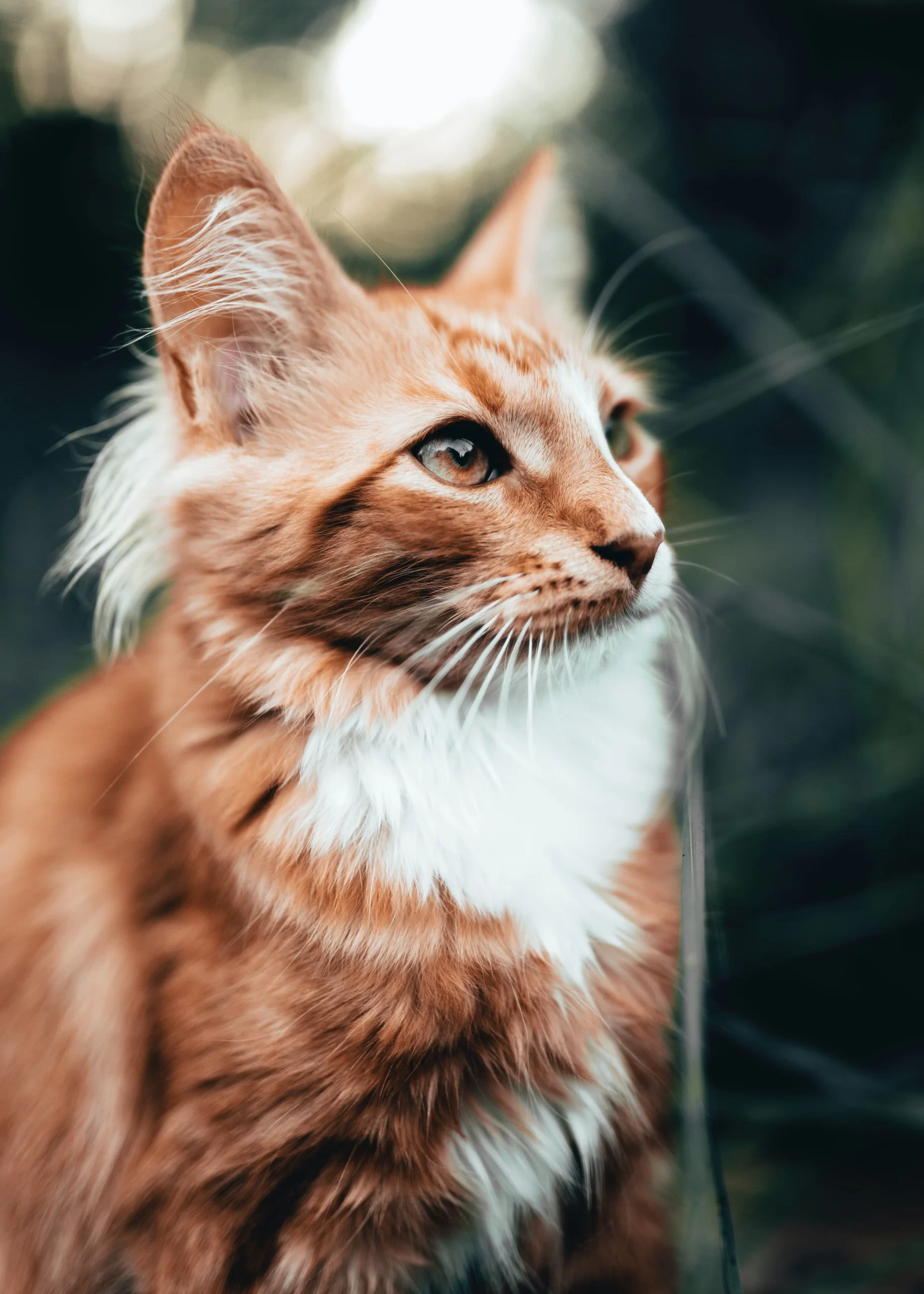emil-widlund-Orange Cat with white chest ruffled fur in against the wind-unsplash