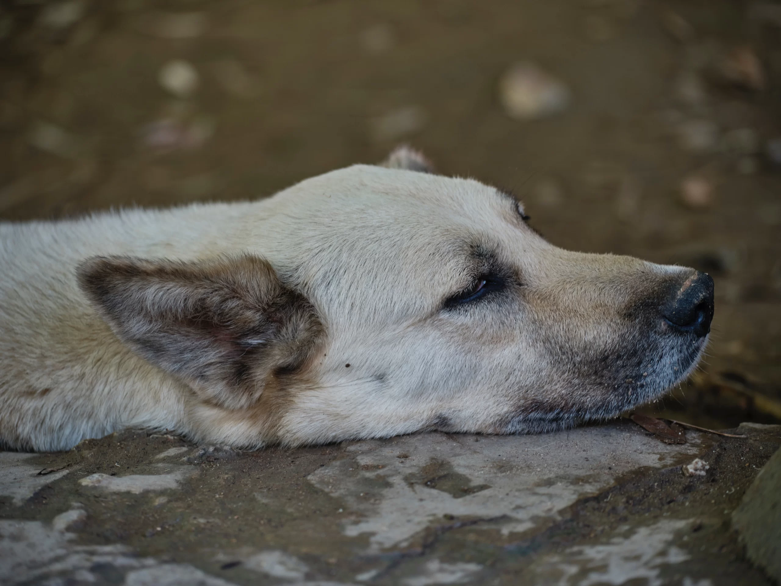 Published on June 1, 2022 FUJIFILM, GFX100S Free to use under the Unsplash License portrait of a cute dog sleeping